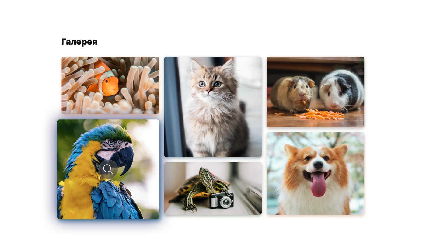 Furry Friends shop — Изображение №3 — Интерфейсы на Dprofile