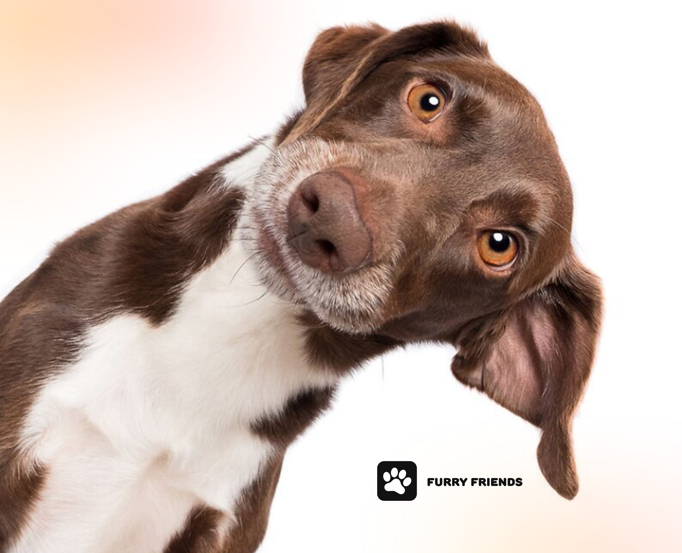 Furry Friends shop — Интерфейсы на Dprofile