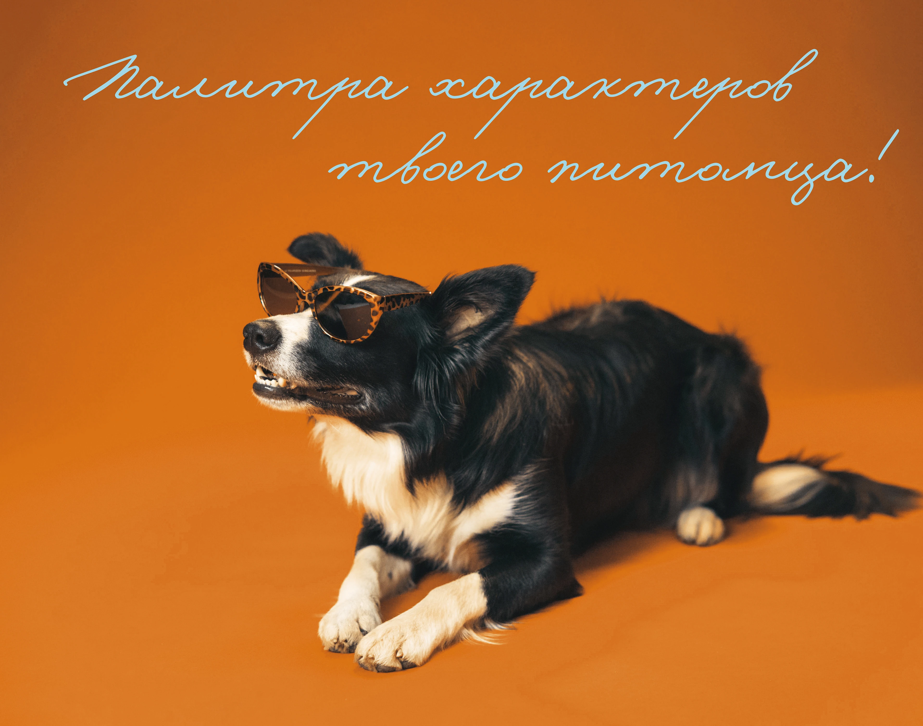 Студия К9 - Фирменный стиль для груминга — Изображение №6 — Брендинг, Графика на Dprofile