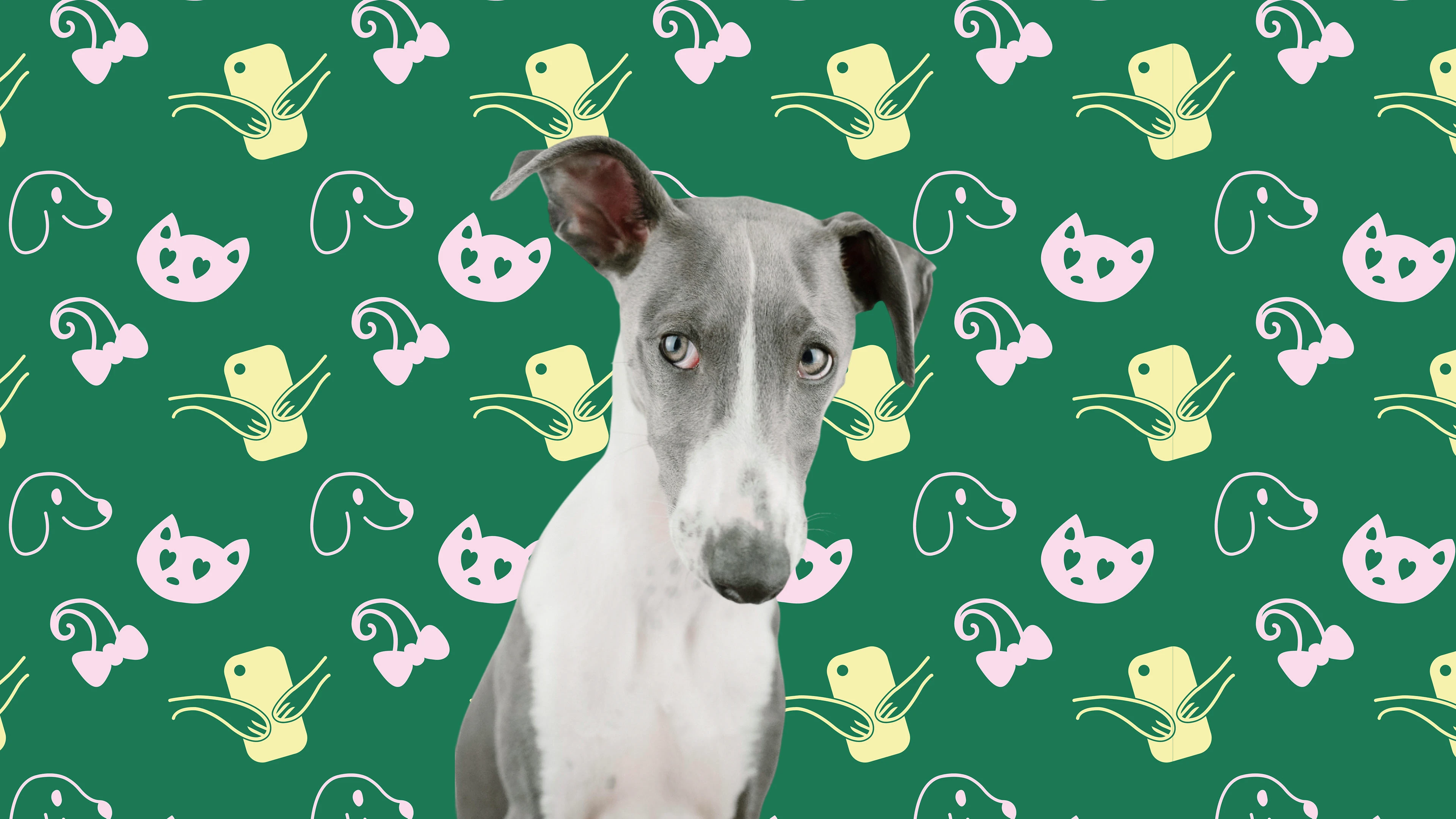 Студия К9 - Фирменный стиль для груминга — Изображение №11 — Брендинг, Графика на Dprofile