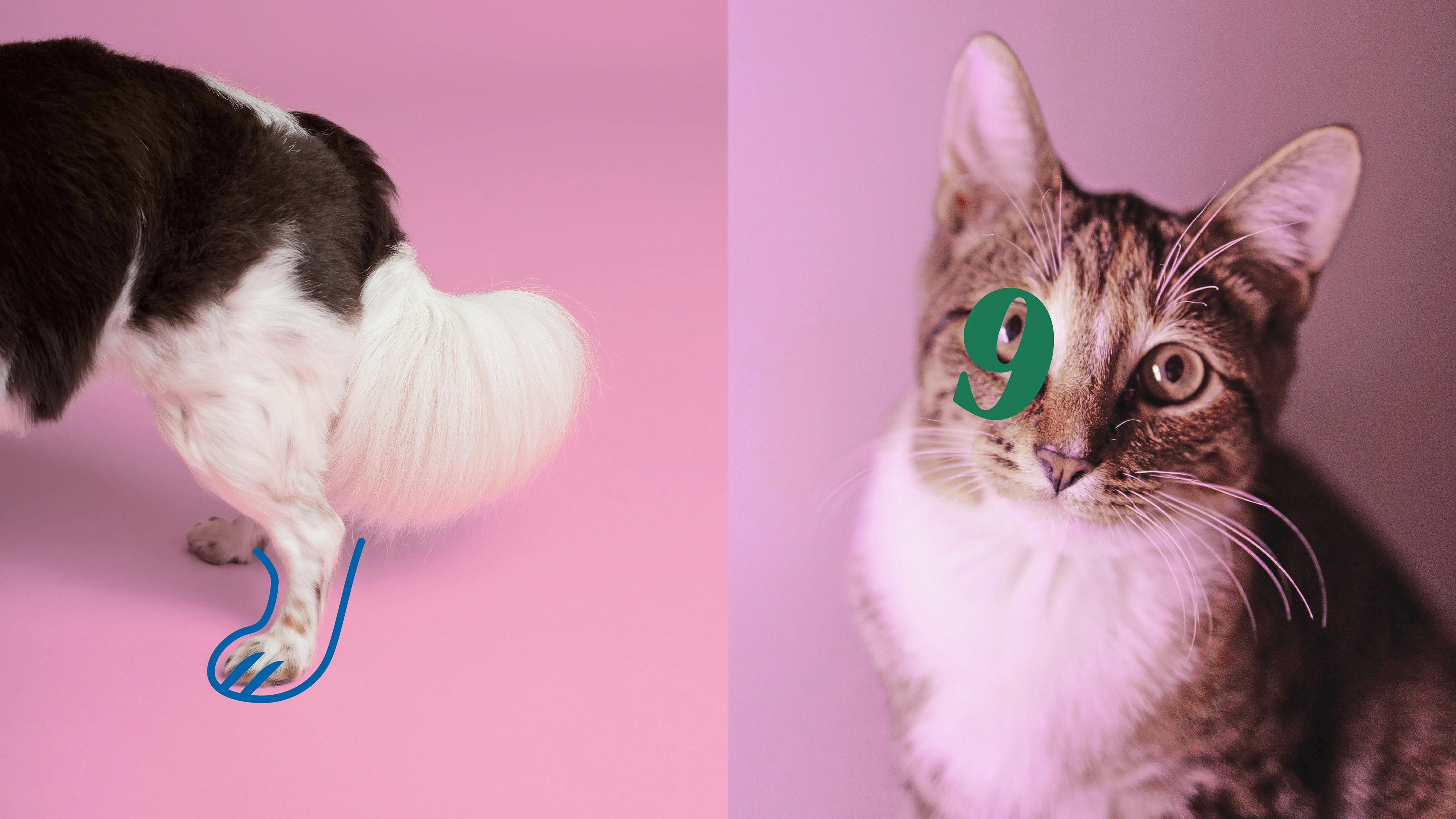 Студия К9 - Фирменный стиль для груминга — Изображение №3 — Брендинг, Графика на Dprofile