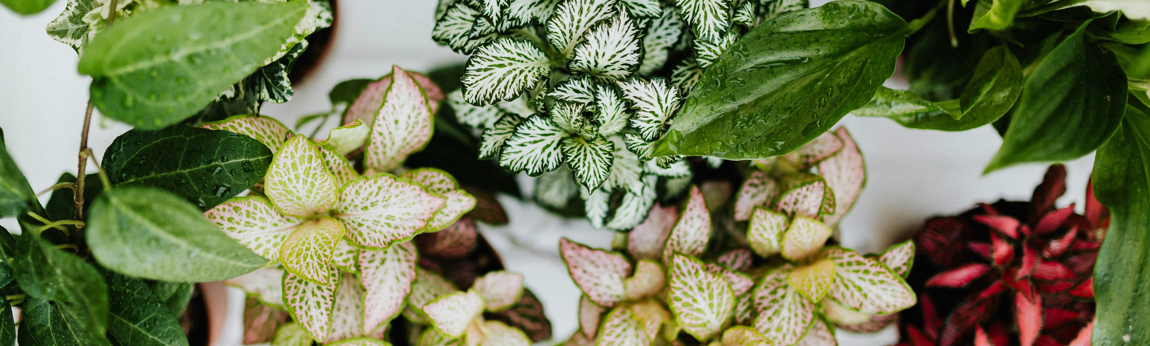 Nature Style/Фирменный стиль — Изображение №5 — Брендинг, Графика на Dprofile