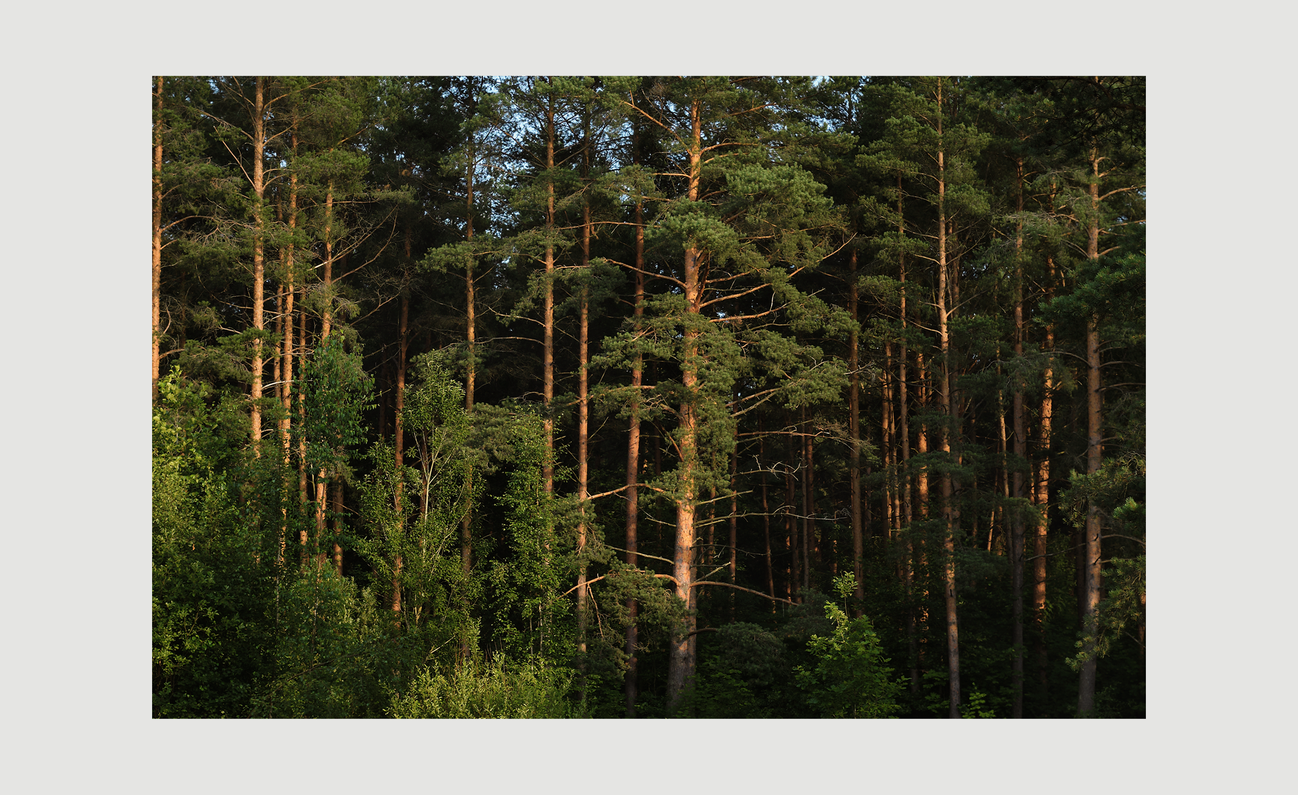 Кедровка | UX/UI — Изображение №11 — Интерфейсы на Dprofile