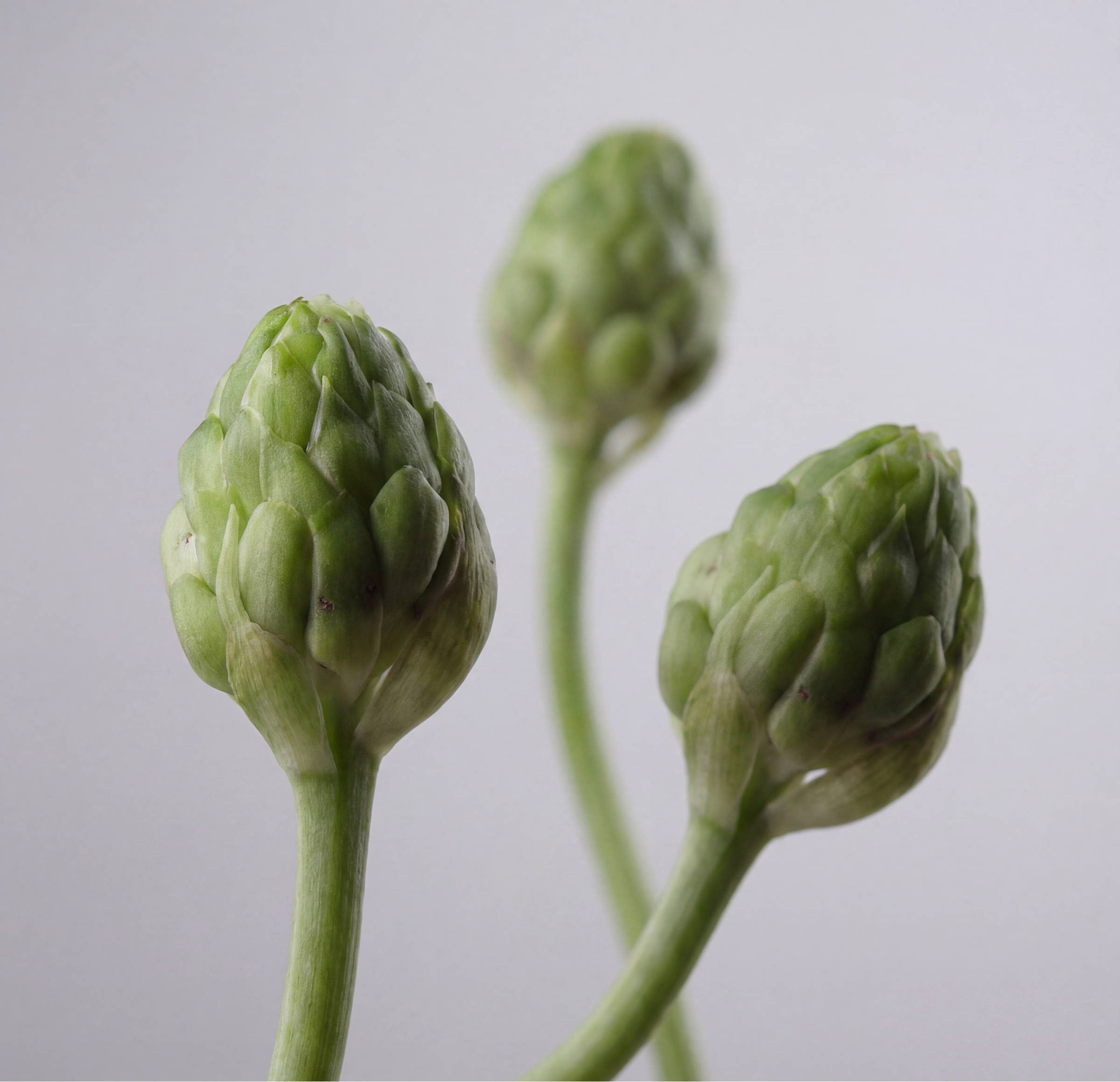 Упаковка для уходовой косметики SPL — Изображение №3 — Брендинг, Нейро на Dprofile