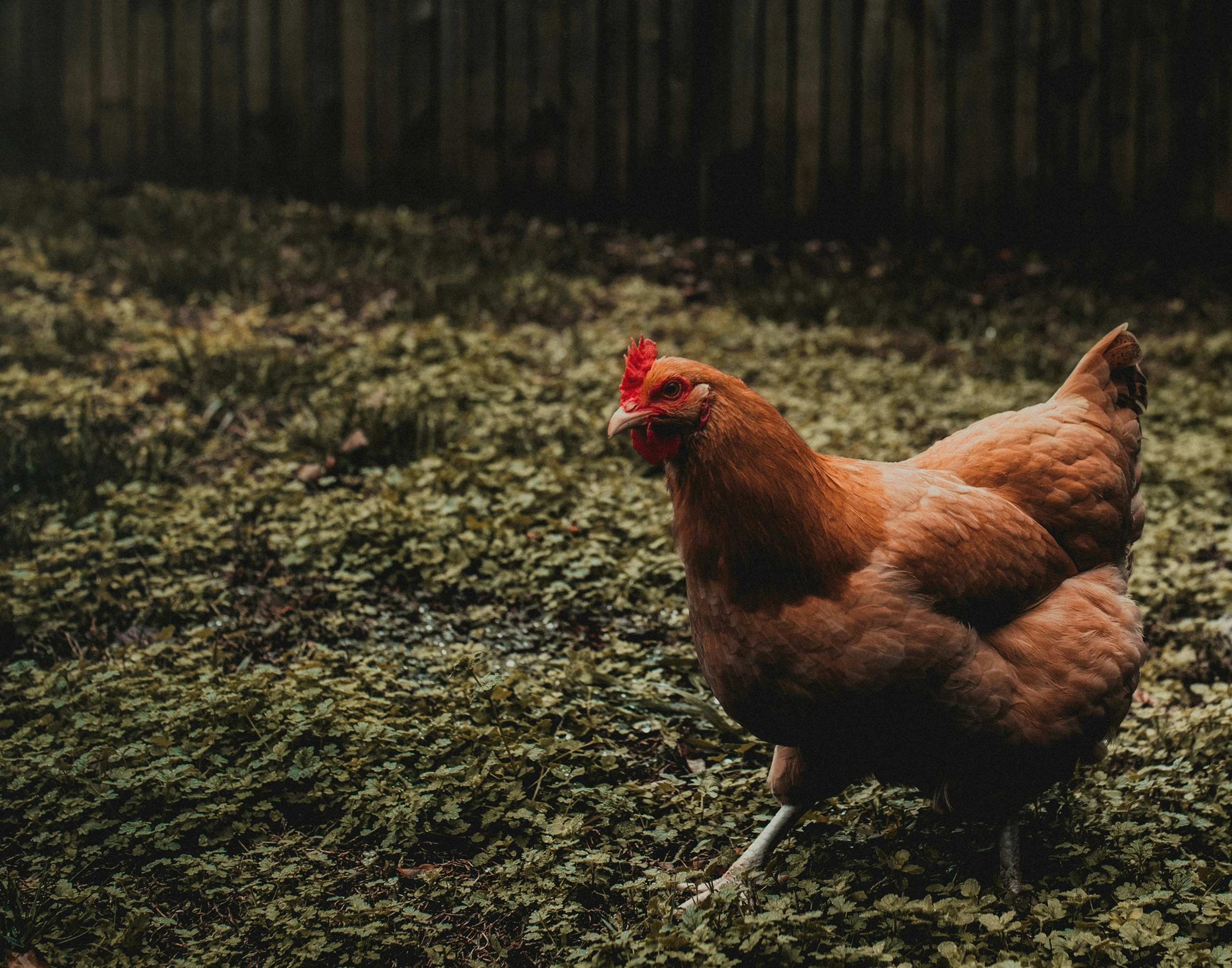 Логотип для фермерского ресторана/ Logo design, Graphic — Изображение №8 — Брендинг на Dprofile