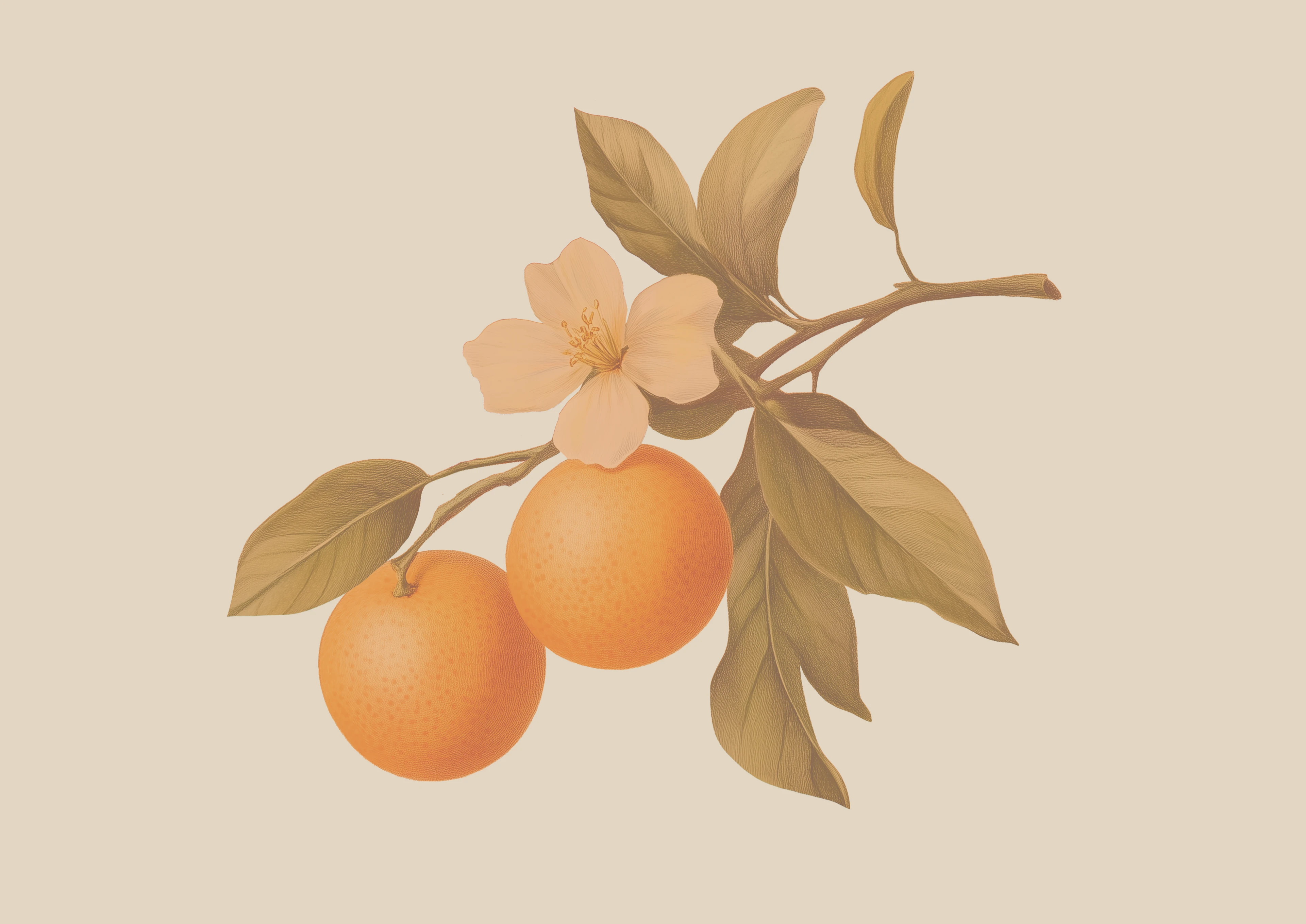 самокат | премиальные напитки — Изображение №8 — Брендинг, Иллюстрация на Dprofile