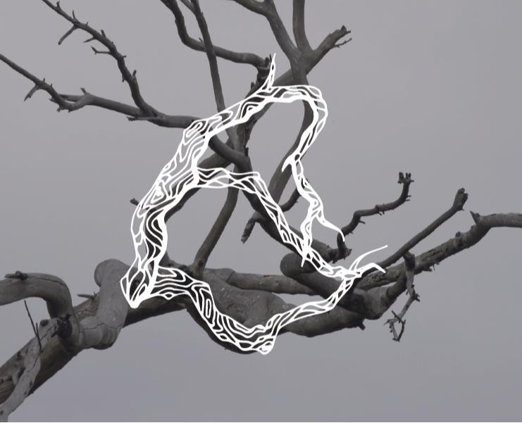 Шрифт из веток деревьев — Иллюстрация, Графика на Dprofile