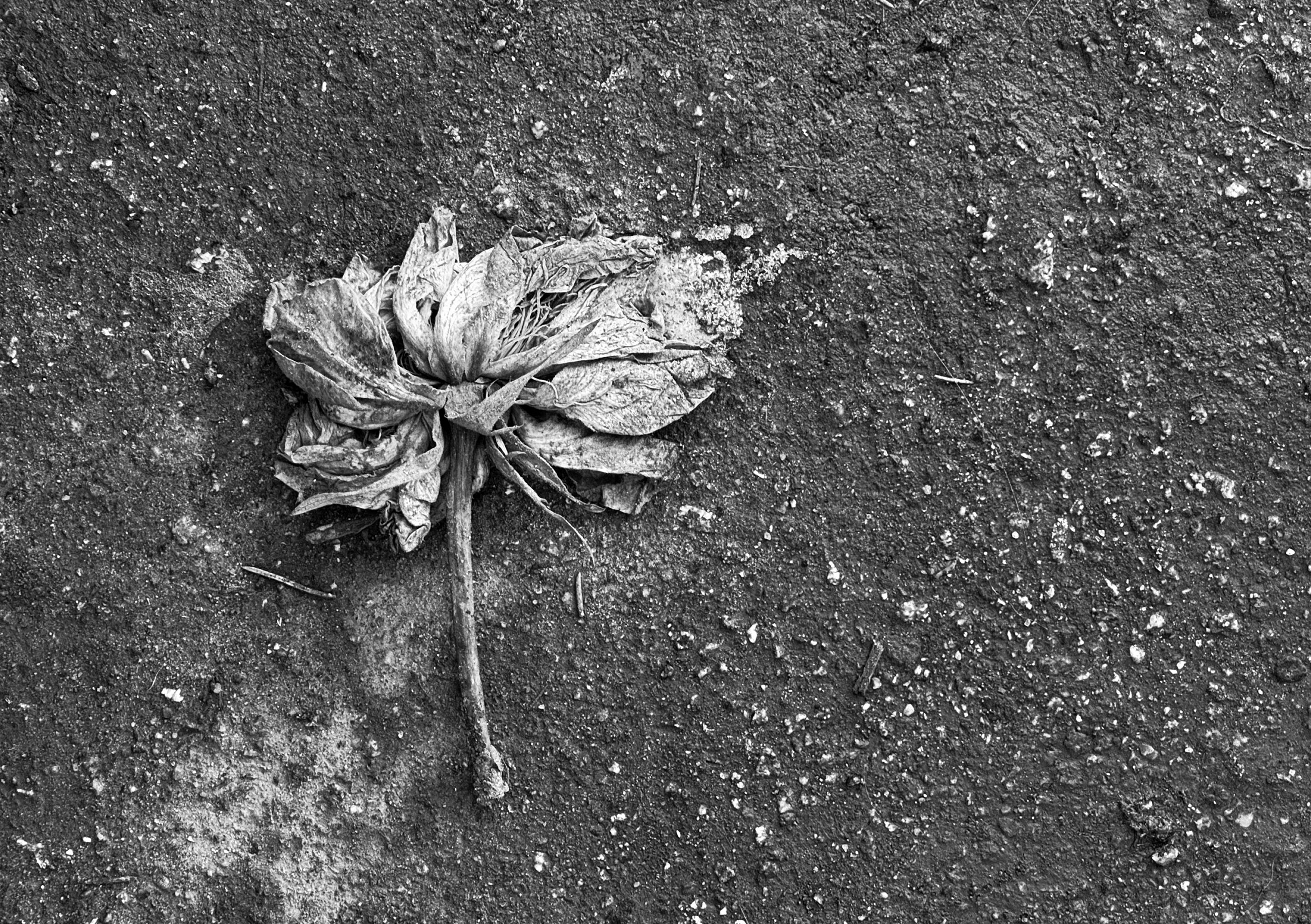 fragile/ photo series — Изображение №18 — Графика на Dprofile