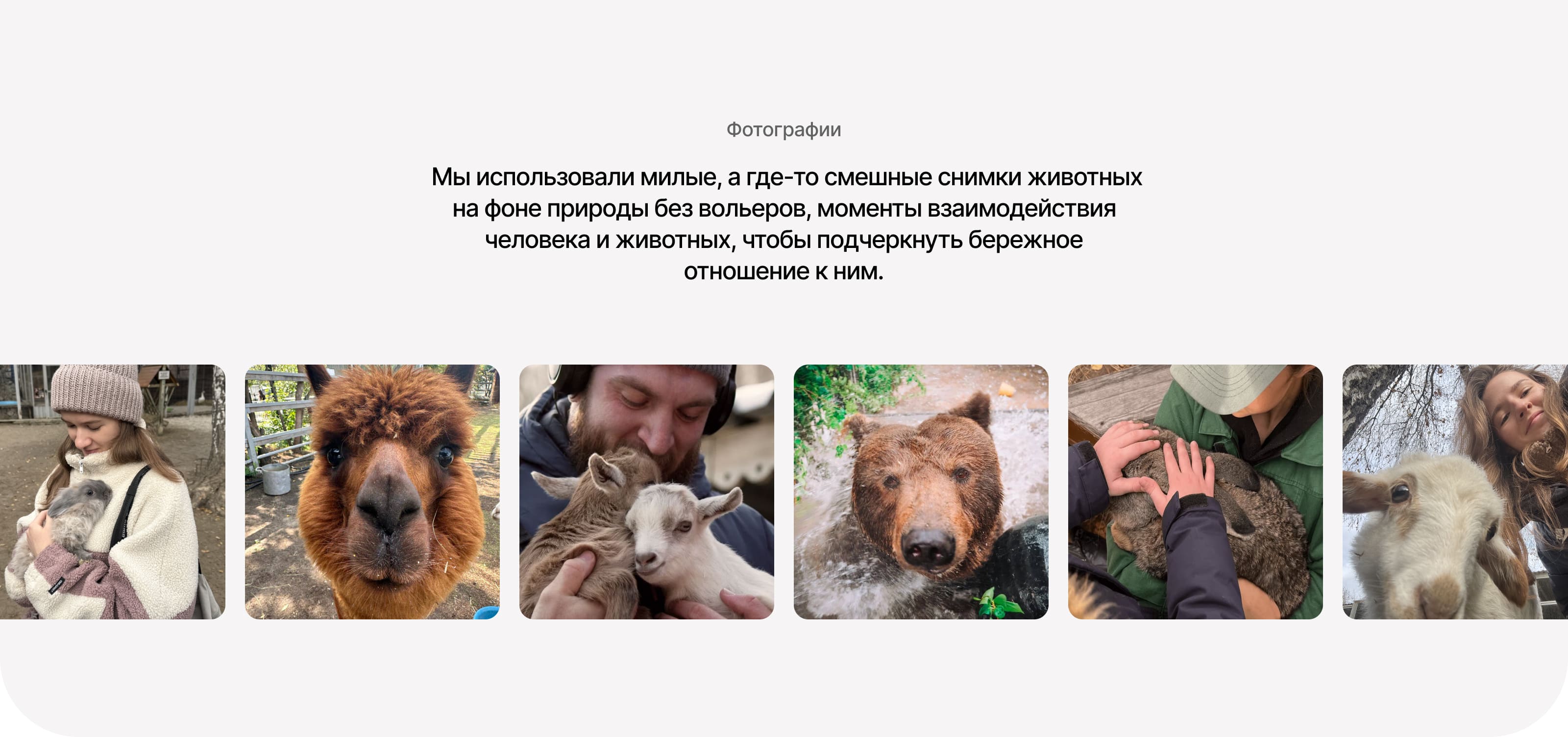 Сайт зоопарка | Редизайн — Изображение №15 — Интерфейсы, Иллюстрация на Dprofile