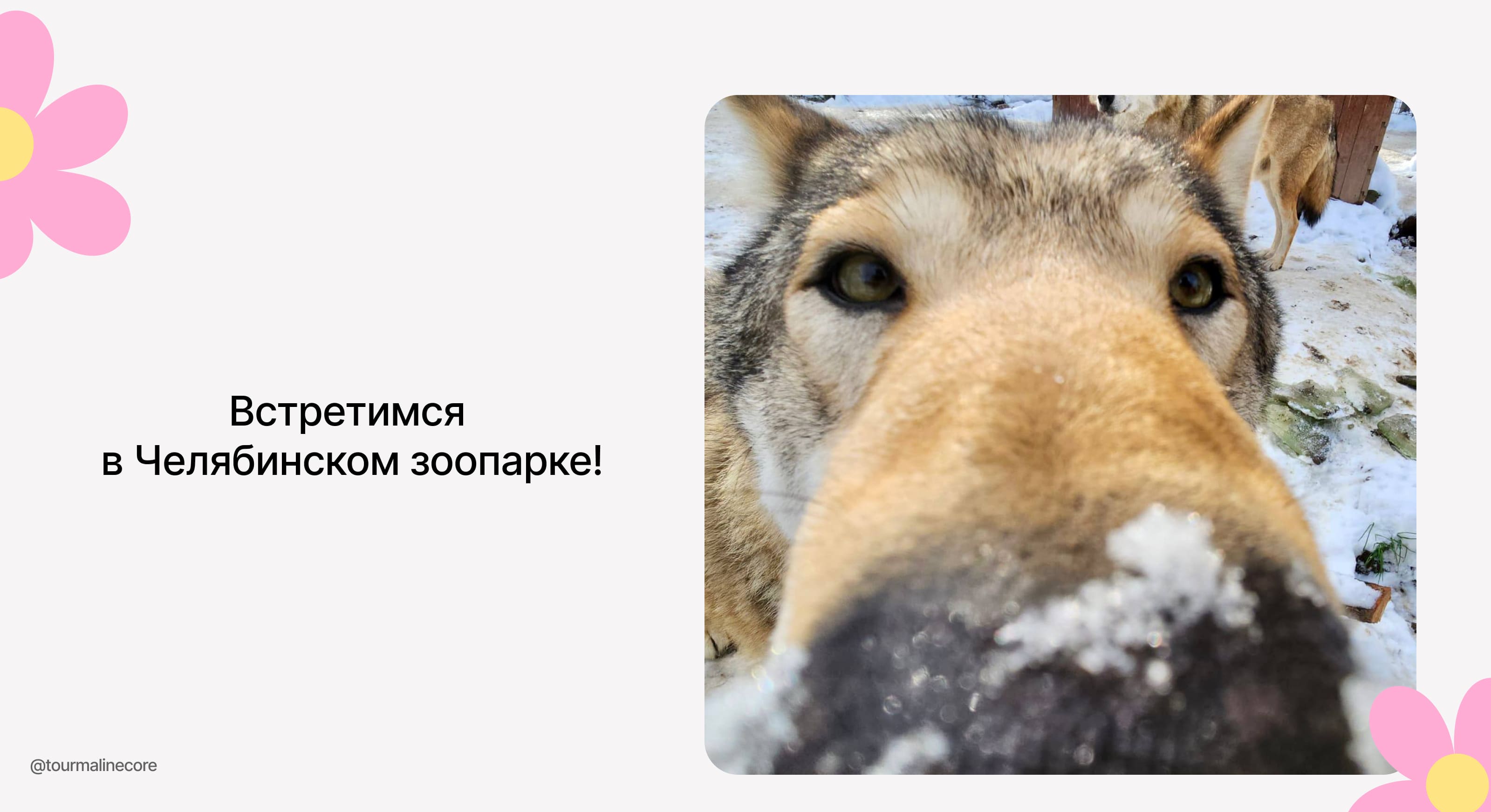 Сайт зоопарка | Редизайн — Изображение №21 — Интерфейсы, Иллюстрация на Dprofile