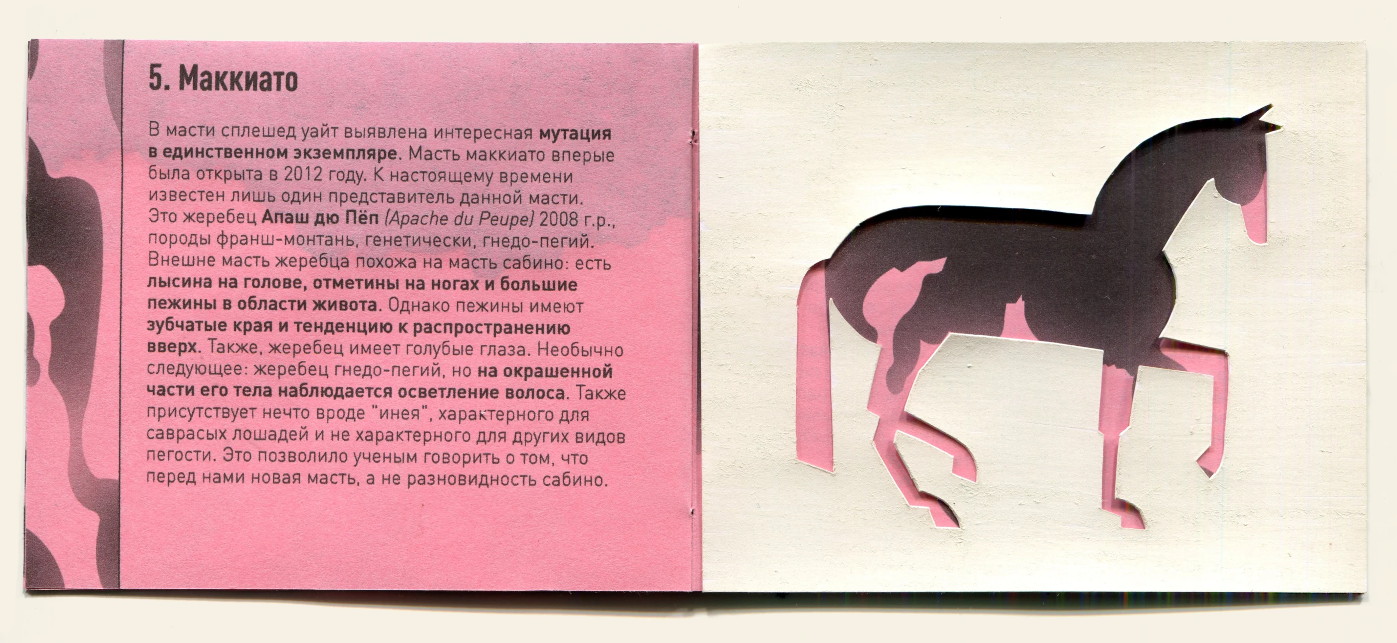 зин "ВИДЫ ПЕГОСТИ" — Изображение №8 — Иллюстрация, Графика на Dprofile