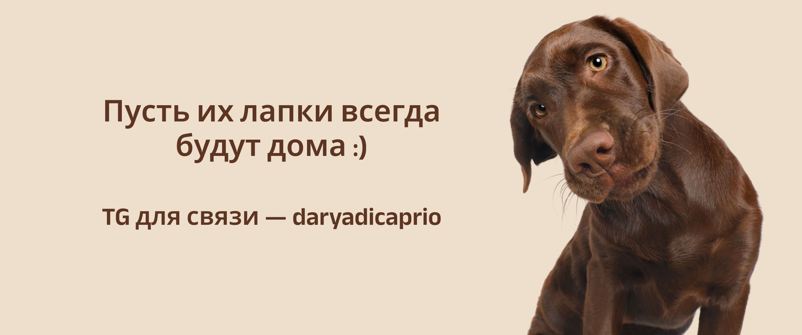 Лапки дома — Изображение №9 — Брендинг на Dprofile