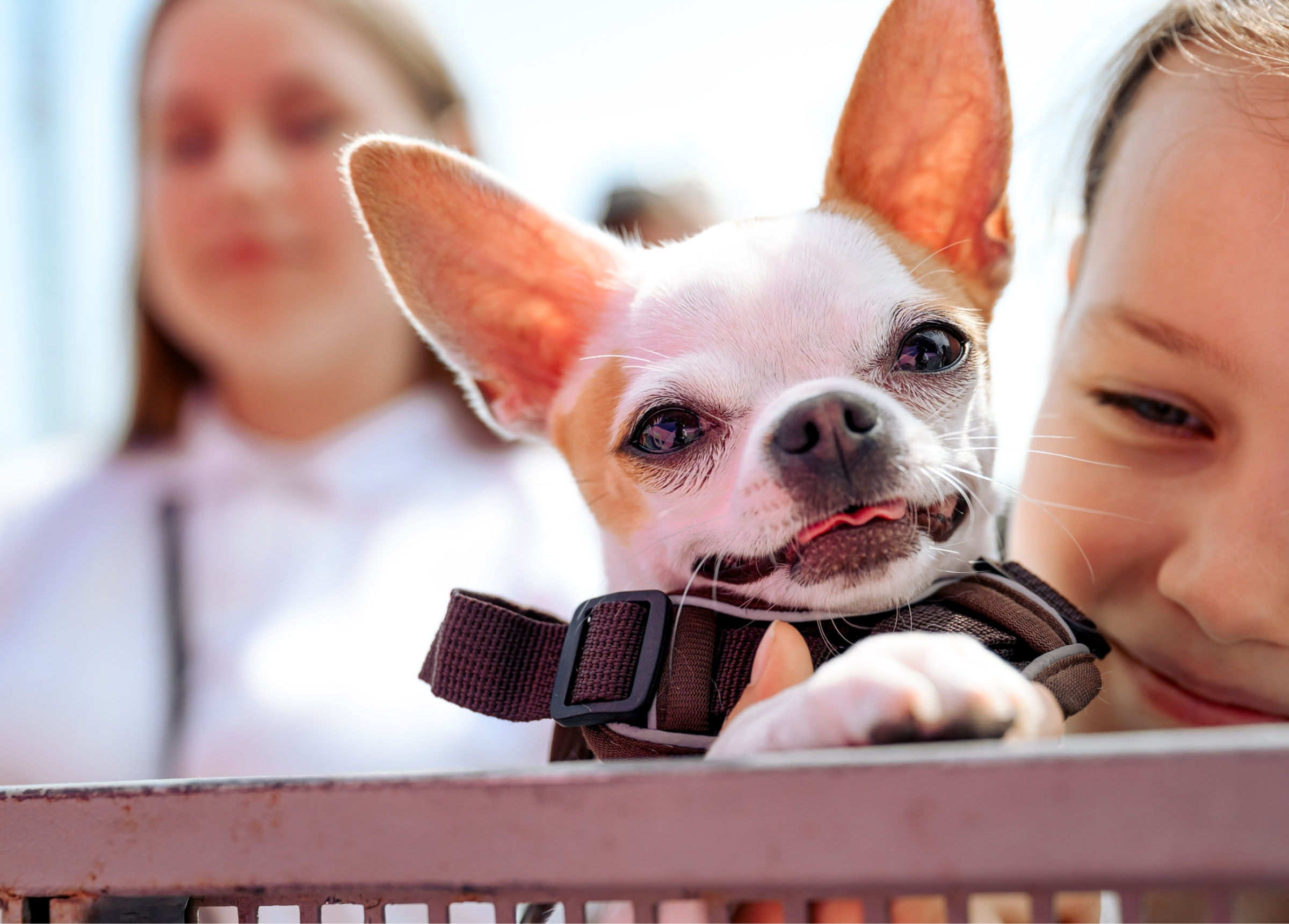 Брендинг летнего фестиваля — Изображение №14 — Брендинг на Dprofile