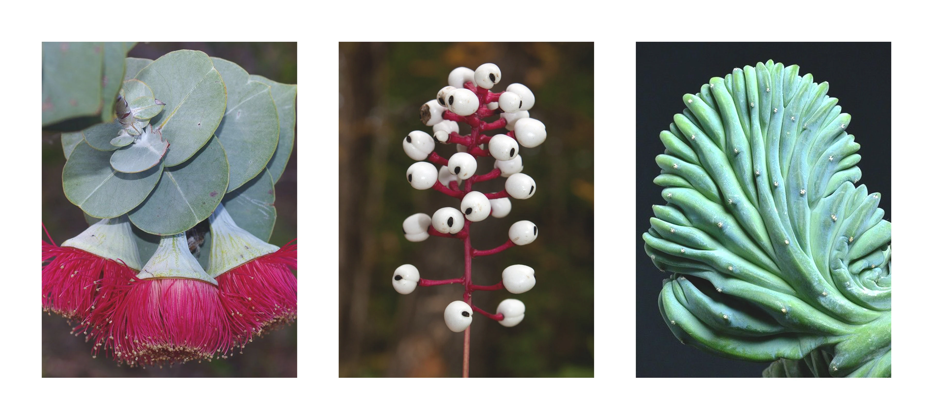 Три растения — Изображение №2 — Иллюстрация на Dprofile