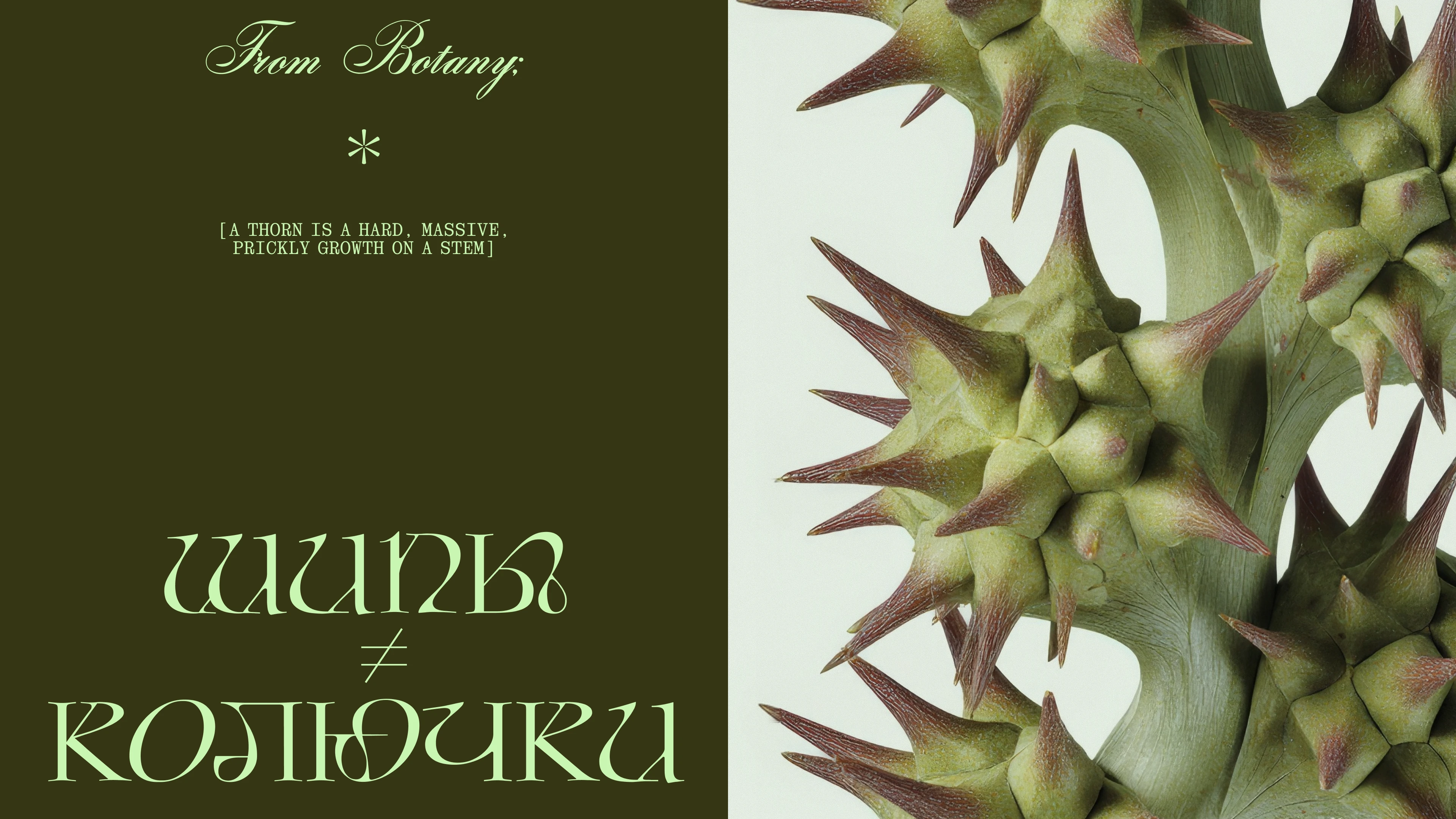 Opuntia display typeface | Cyrillic & Latin | Free font — Изображение №6 — Графика на Dprofile