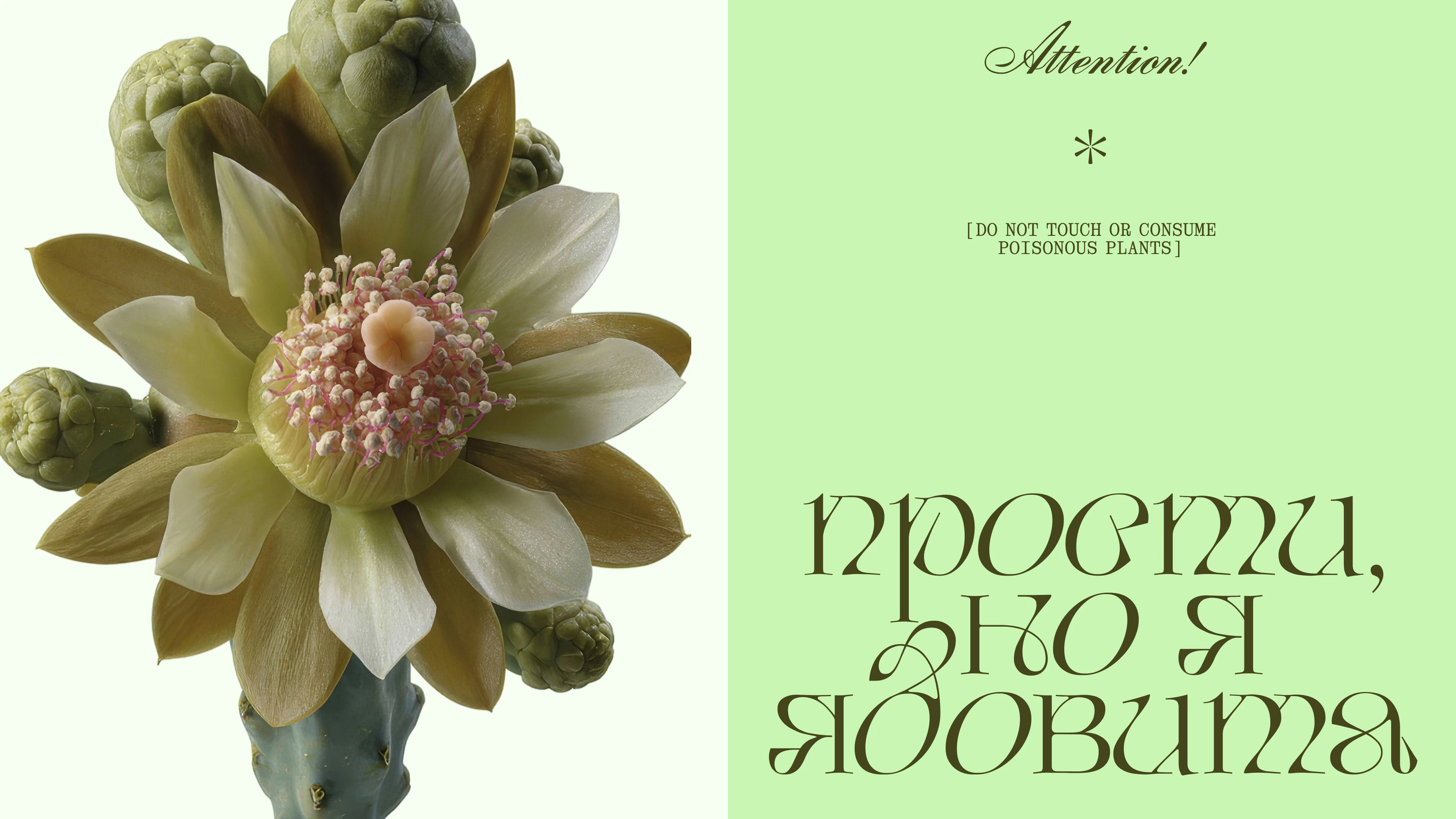 Opuntia display typeface | Cyrillic & Latin | Free font — Изображение №11 — Графика на Dprofile