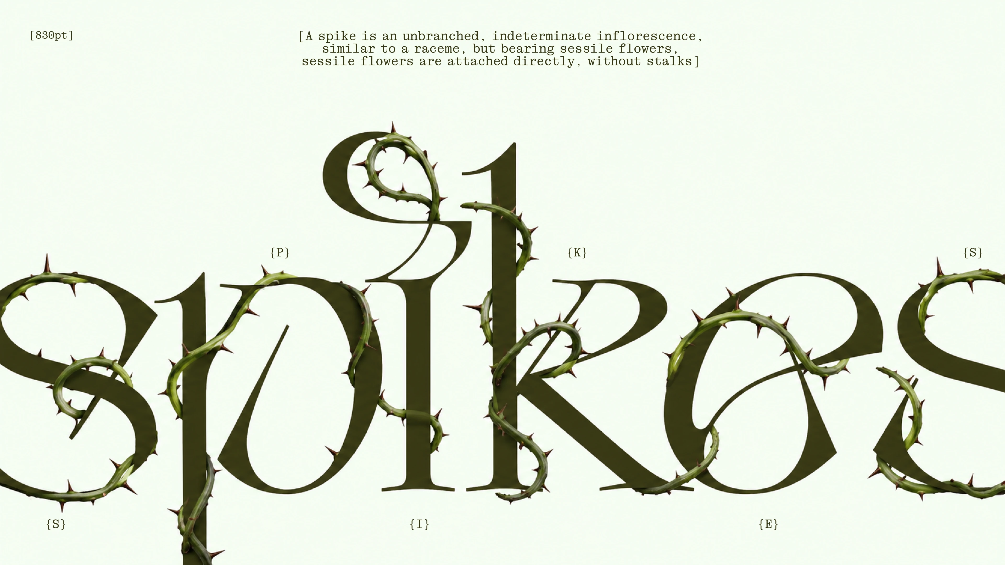 Opuntia display typeface | Cyrillic & Latin | Free font — Изображение №2 — Графика на Dprofile