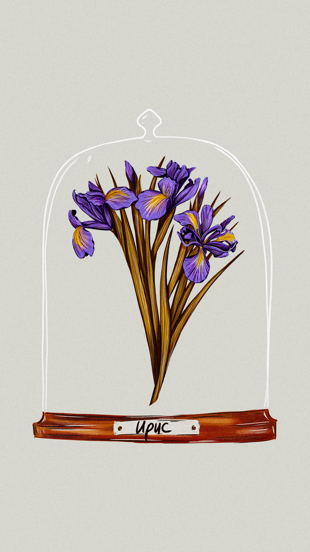 Иллюстрации гербария для сайта Musa Lissa — Изображение №12 — Иллюстрация на Dprofile