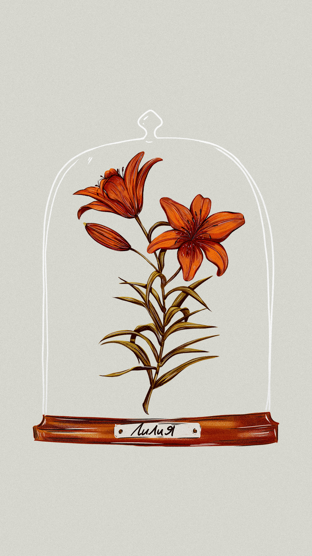 Иллюстрации гербария для сайта Musa Lissa — Изображение №14 — Иллюстрация на Dprofile