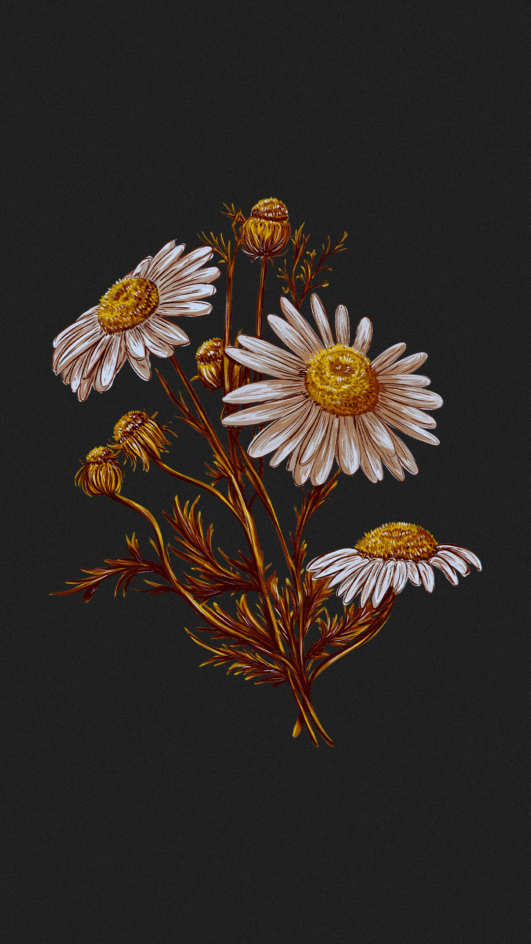 Иллюстрации гербария для сайта Musa Lissa — Изображение №4 — Иллюстрация на Dprofile