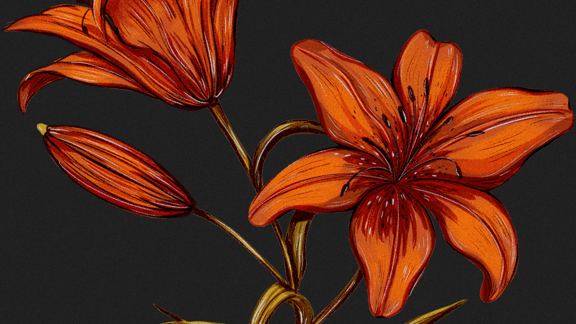 Иллюстрации гербария для сайта Musa Lissa — Изображение №1 — Иллюстрация на Dprofile