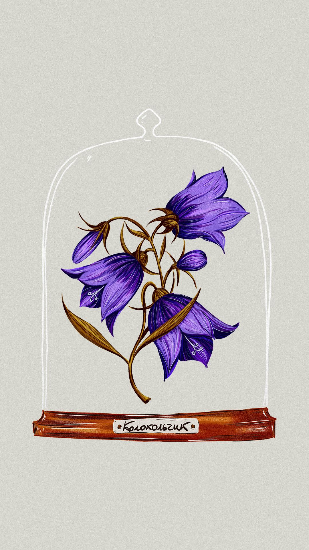 Иллюстрации гербария для сайта Musa Lissa — Изображение №13 — Иллюстрация на Dprofile