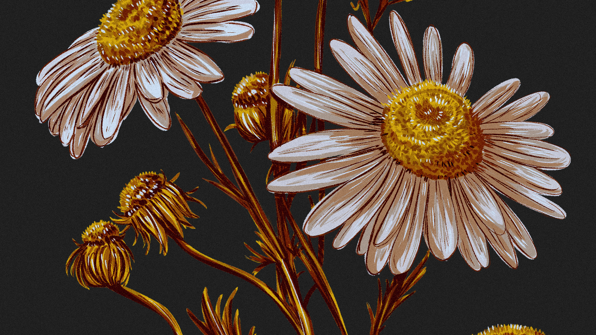 Иллюстрации гербария для сайта Musa Lissa — Изображение №8 — Иллюстрация на Dprofile