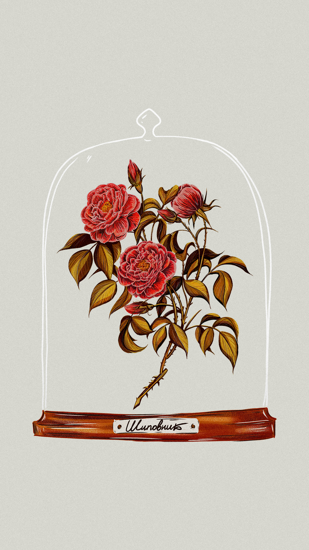 Иллюстрации гербария для сайта Musa Lissa — Изображение №11 — Иллюстрация на Dprofile