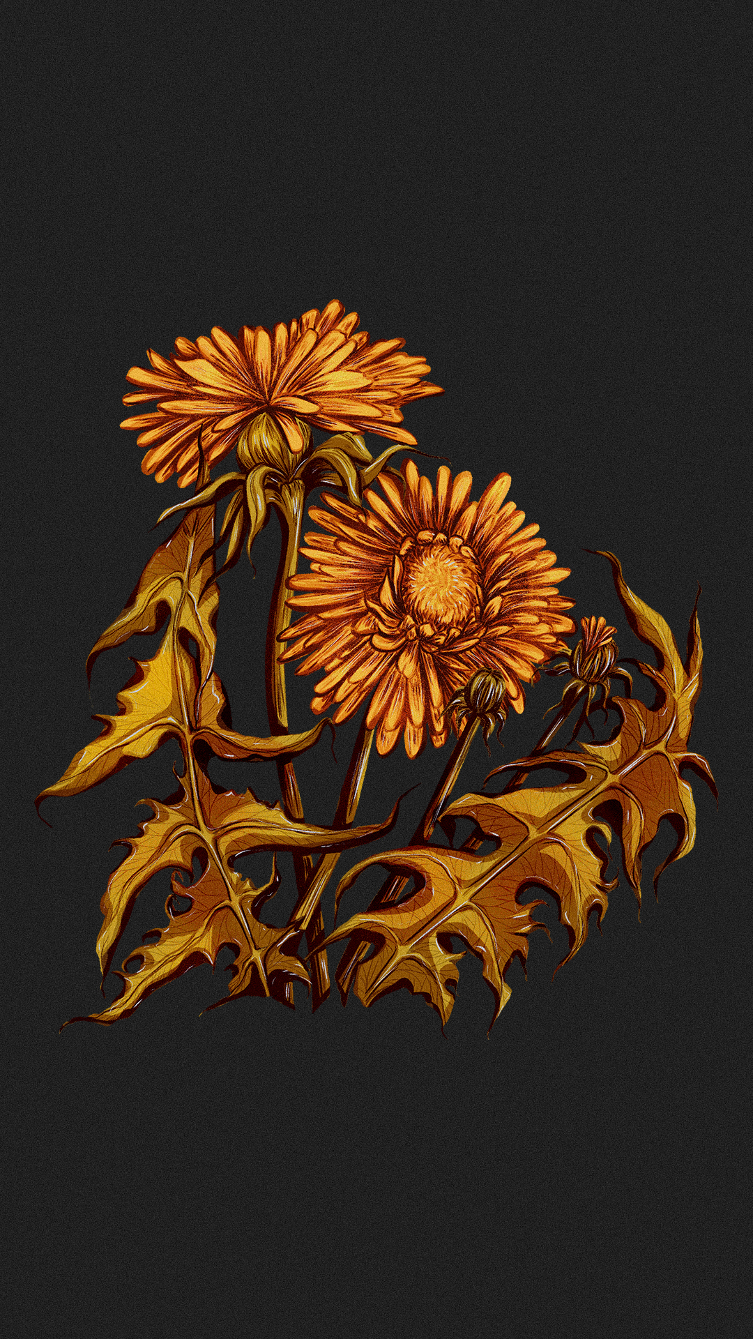 Иллюстрации гербария для сайта Musa Lissa — Изображение №6 — Иллюстрация на Dprofile