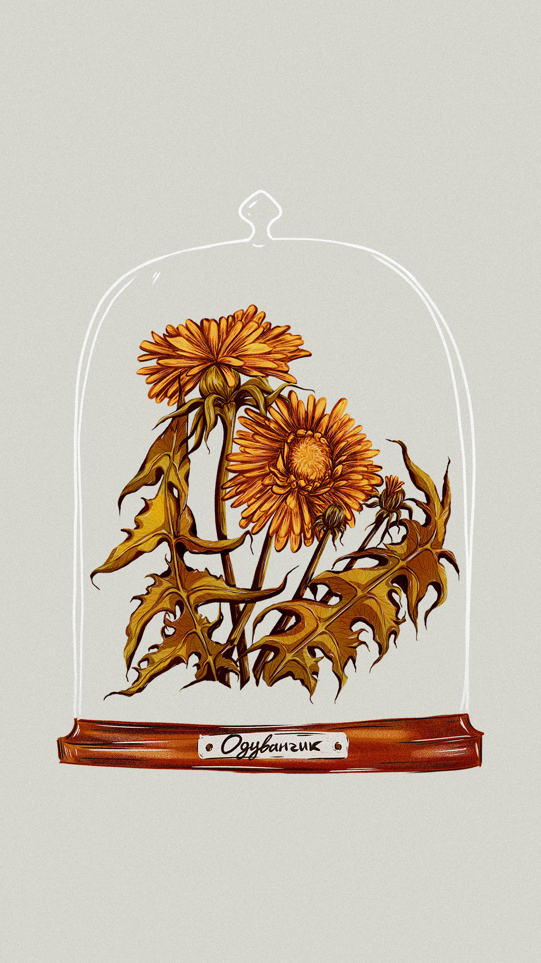 Иллюстрации гербария для сайта Musa Lissa — Изображение №15 — Иллюстрация на Dprofile