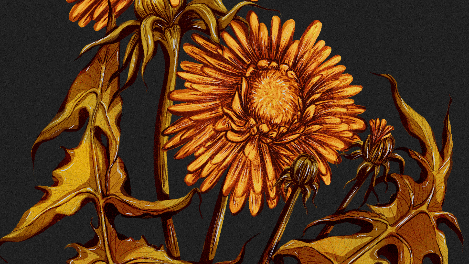 Иллюстрации гербария для сайта Musa Lissa — Изображение №17 — Иллюстрация на Dprofile