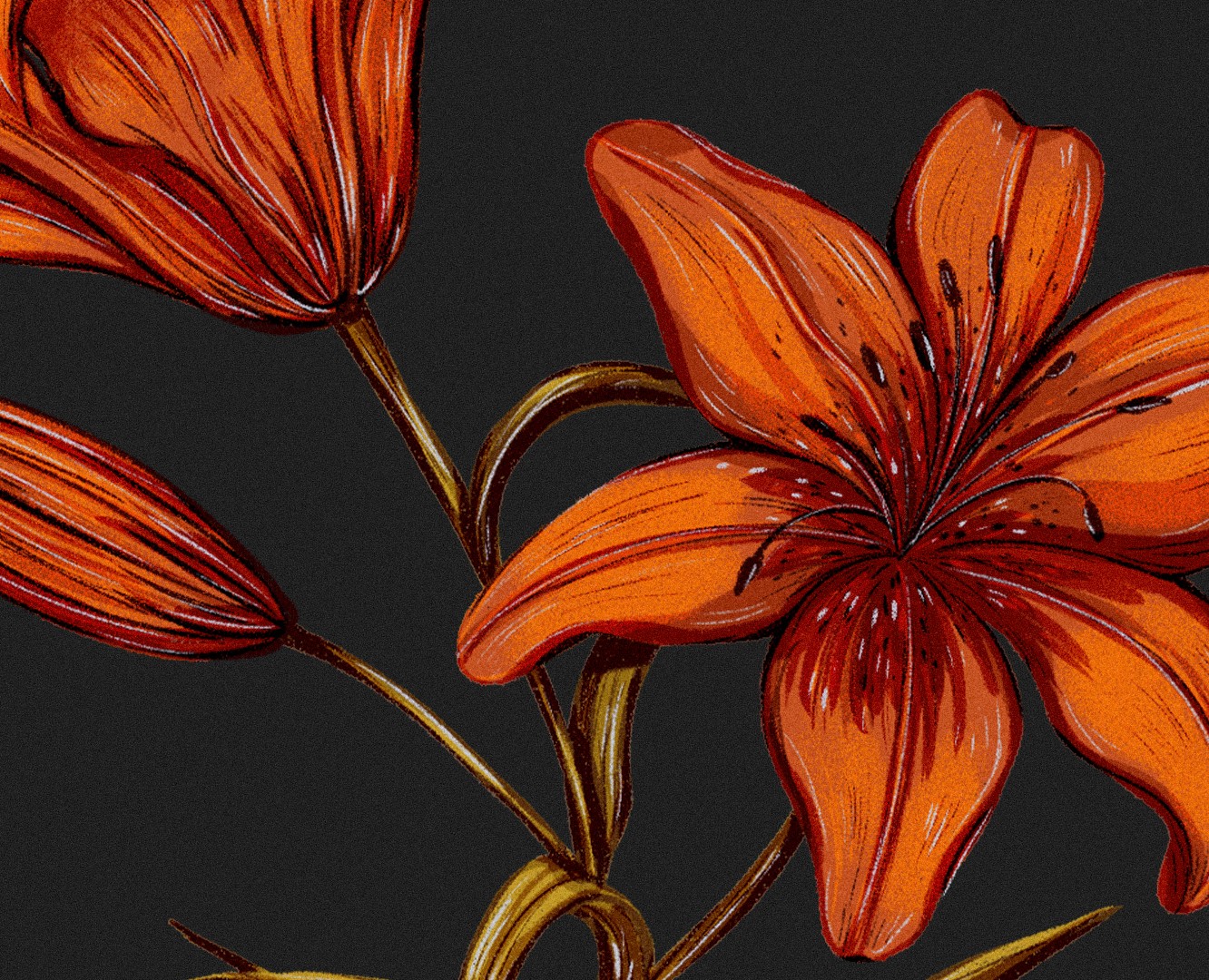 Иллюстрации гербария для сайта Musa Lissa на Dprofile