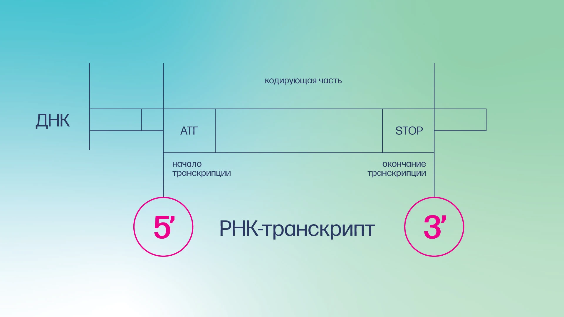Приручать неизвестность. Брендинг «Артселленс» — Изображение №5 — Брендинг, Графика на Dprofile