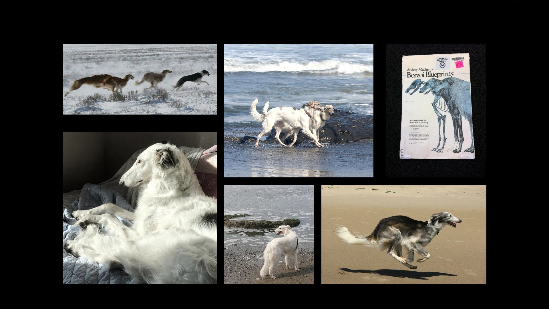 pёs BORZOI | концепция сувенирной продукции — Изображение №2 — Брендинг, Графика на Dprofile
