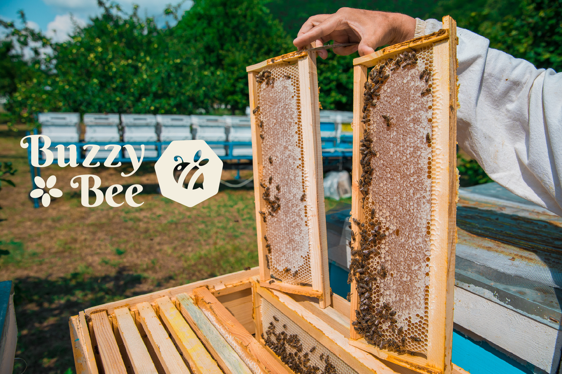 Buzzy Bee logo — Изображение №1 — Брендинг на Dprofile