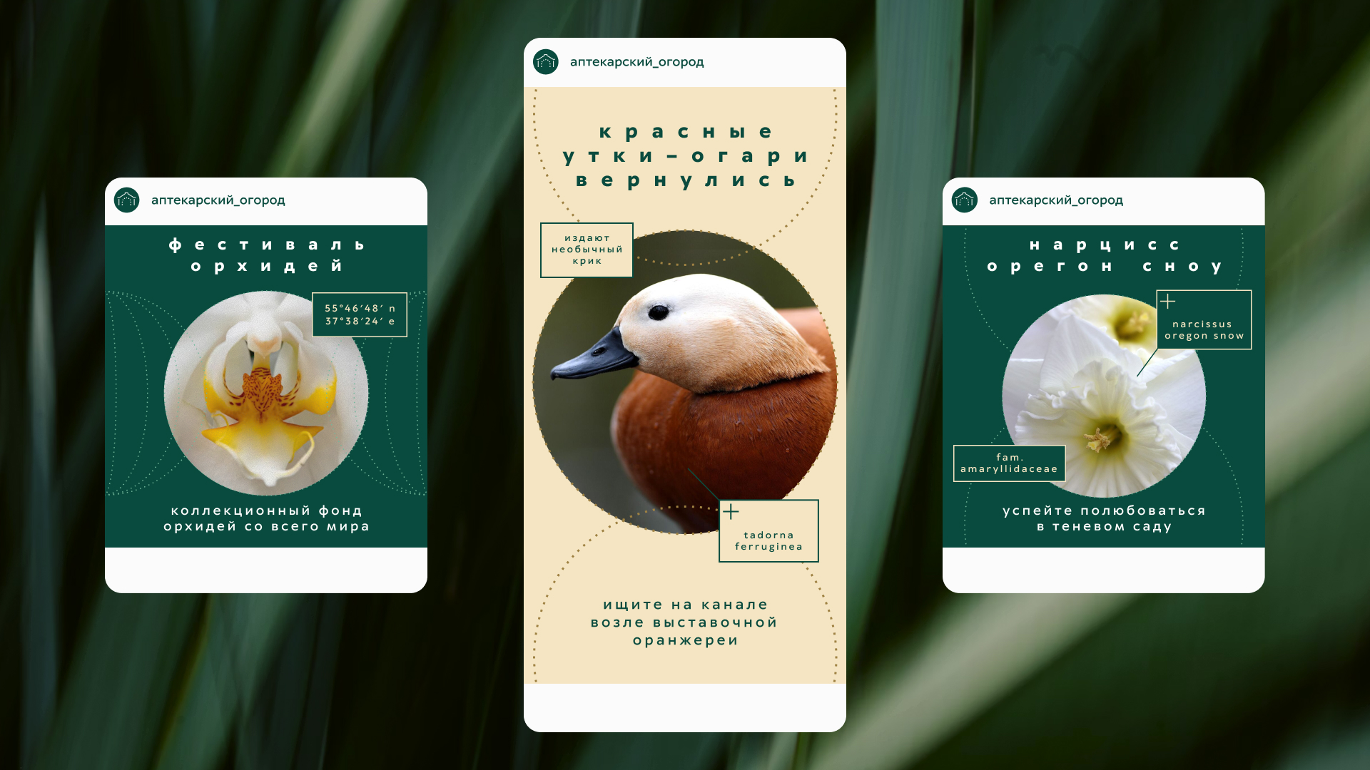 Ребрендинг Аптекарского огорода — Изображение №11 — Брендинг, Графика на Dprofile
