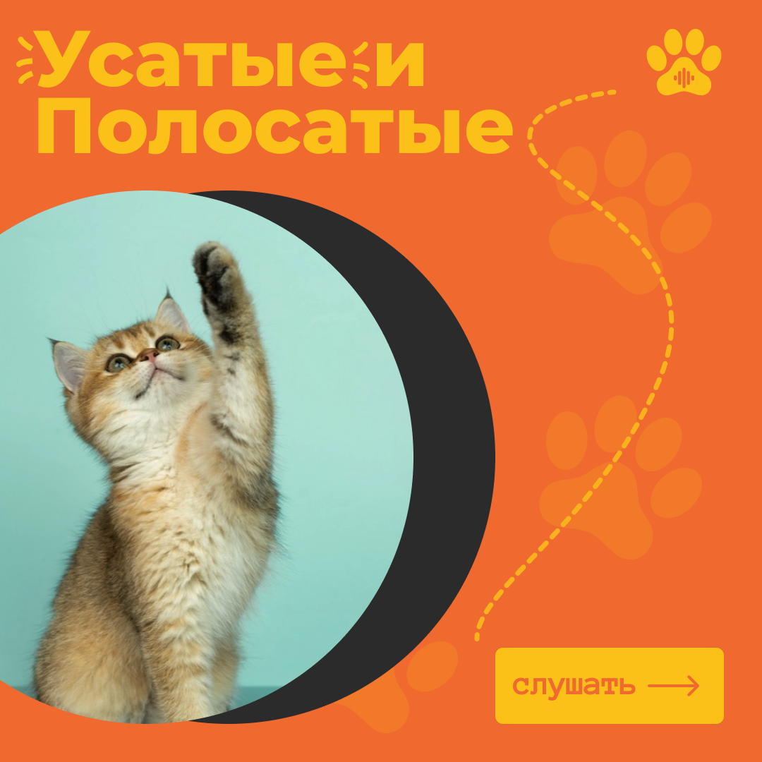 Оформление подкаста — Изображение №1 — Графика, Маркетинг на Dprofile