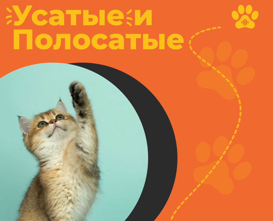 Оформление подкаста на Dprofile