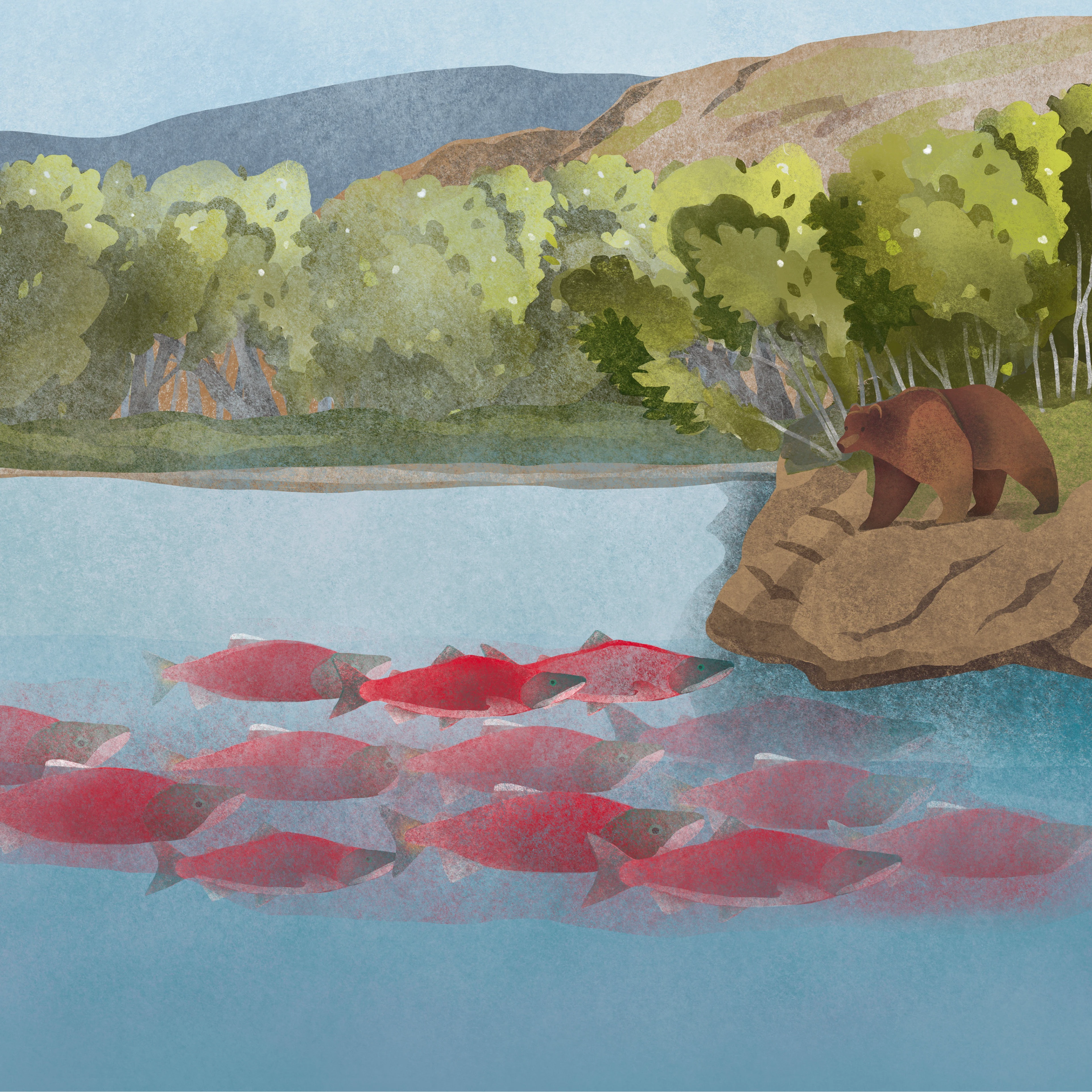 Дикая Камчатка — Изображение №8 — Брендинг, Иллюстрация на Dprofile