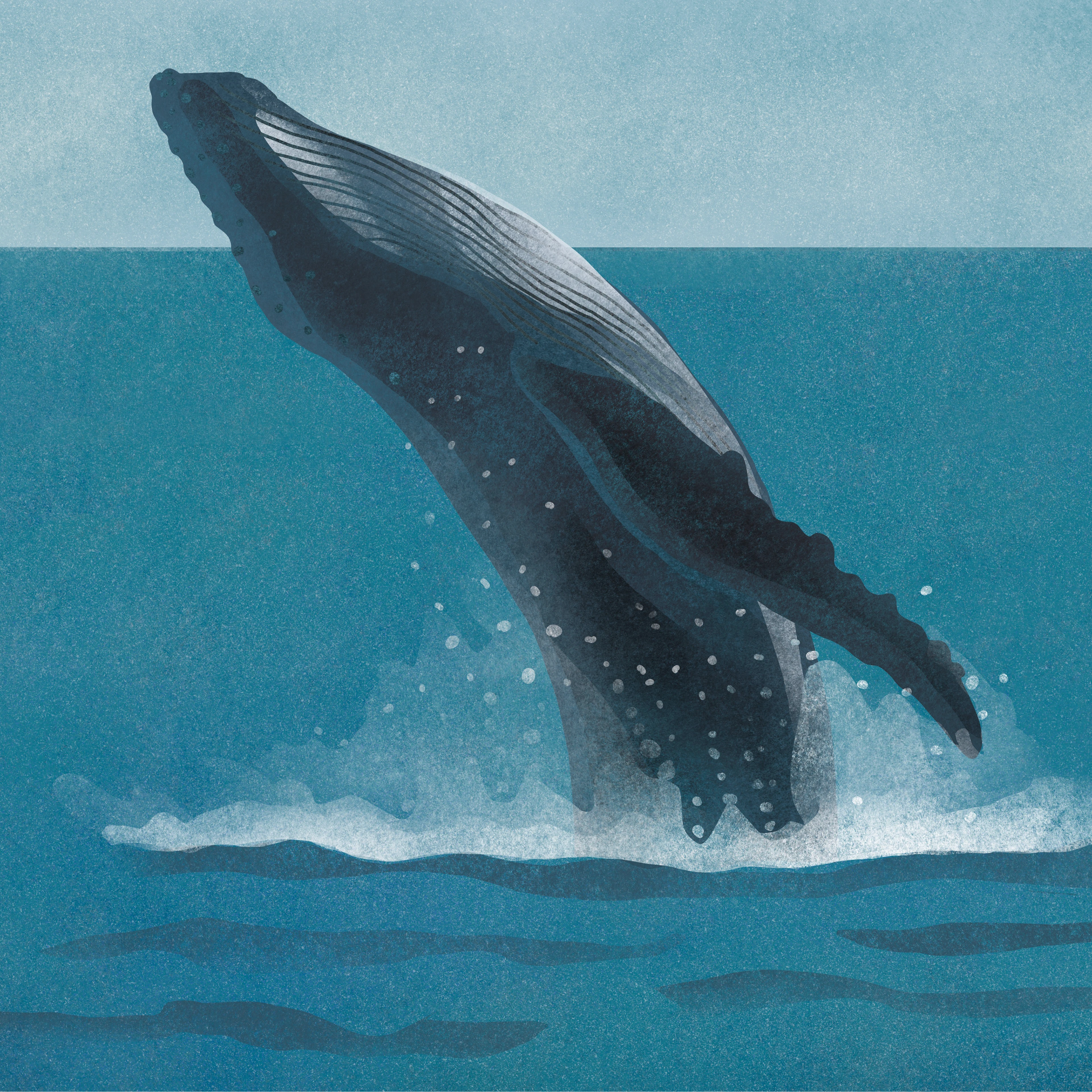 Дикая Камчатка — Изображение №14 — Брендинг, Иллюстрация на Dprofile