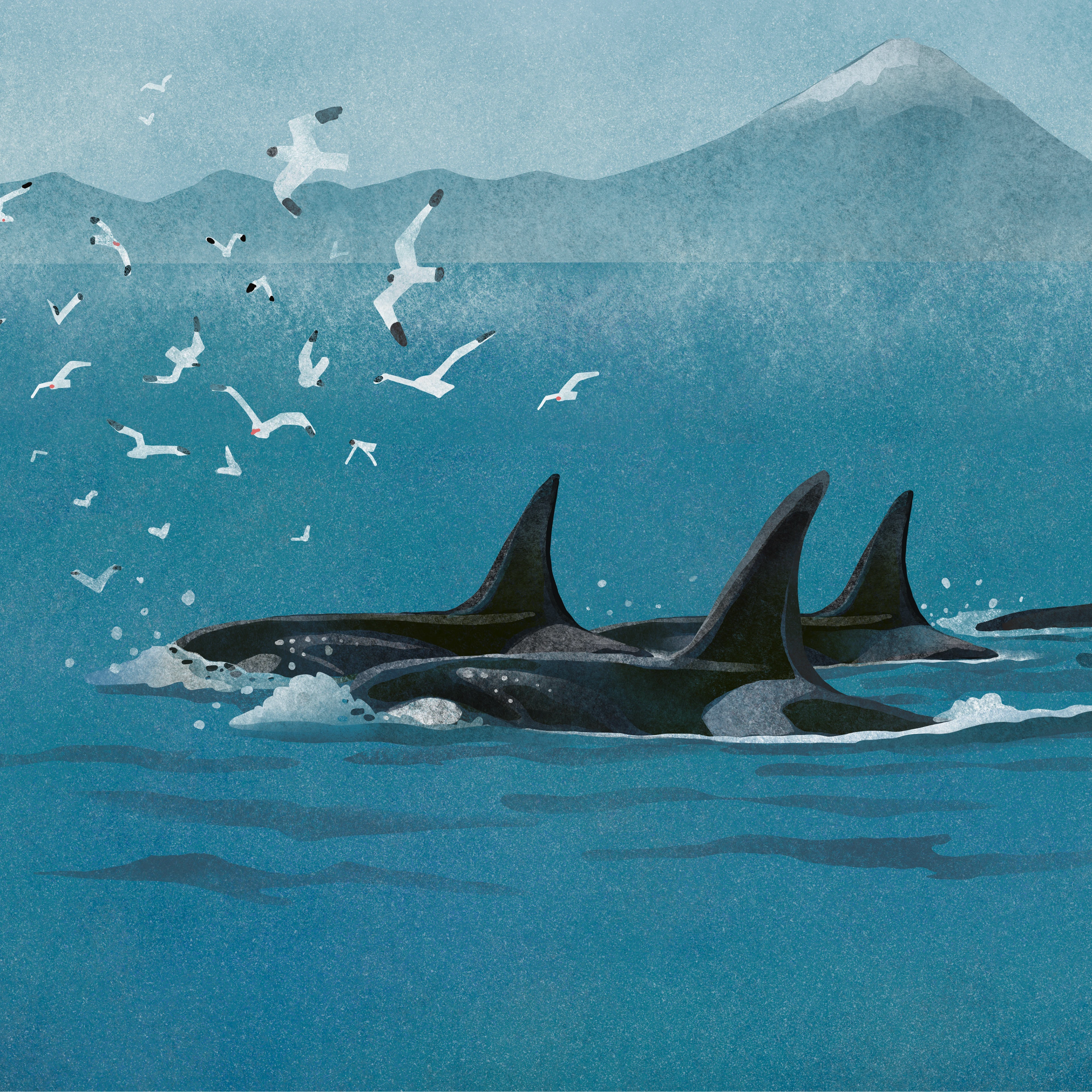 Дикая Камчатка — Изображение №12 — Брендинг, Иллюстрация на Dprofile