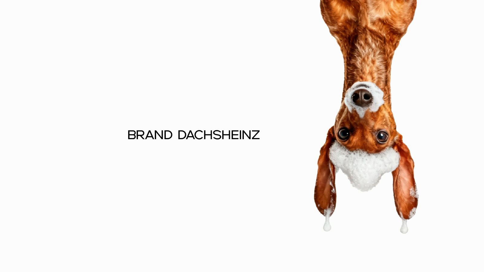 Концепция фирменного стиля DACHSHEINZ — Изображение №1 — Брендинг на Dprofile