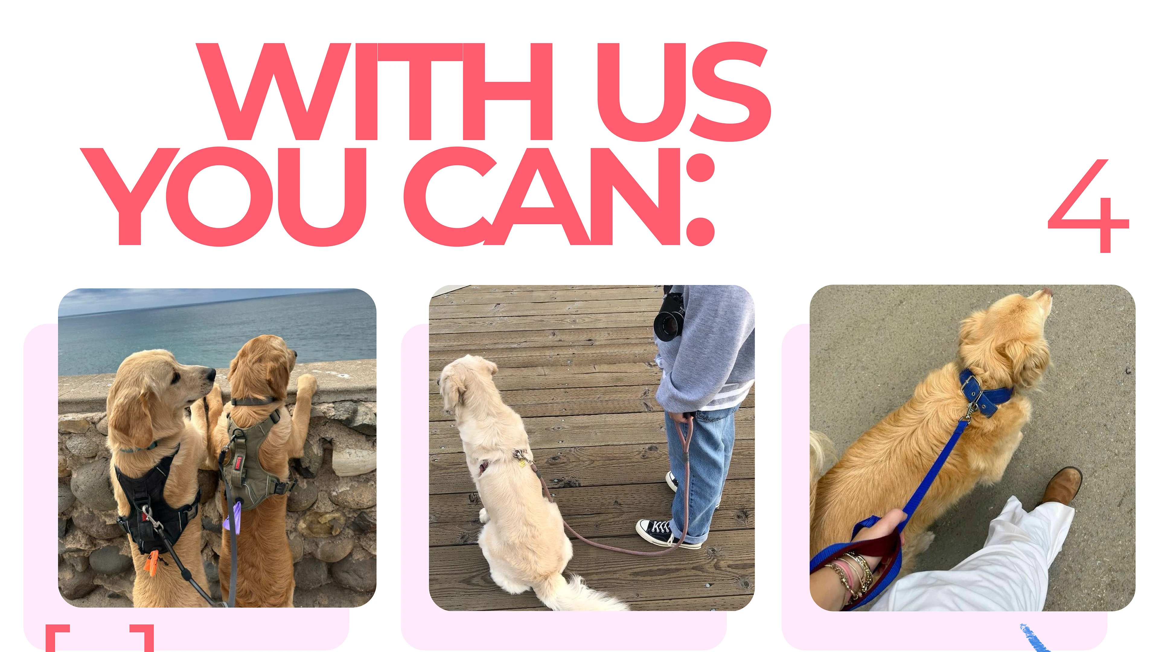 Парк-приют "Больше, чем собака" — Изображение №15 — Брендинг на Dprofile