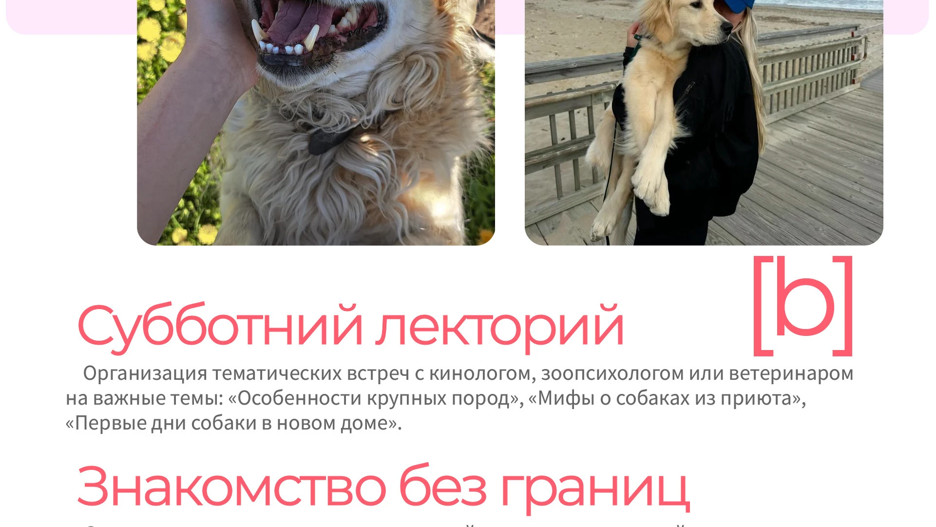 Парк-приют "Больше, чем собака" — Изображение №17 — Брендинг на Dprofile