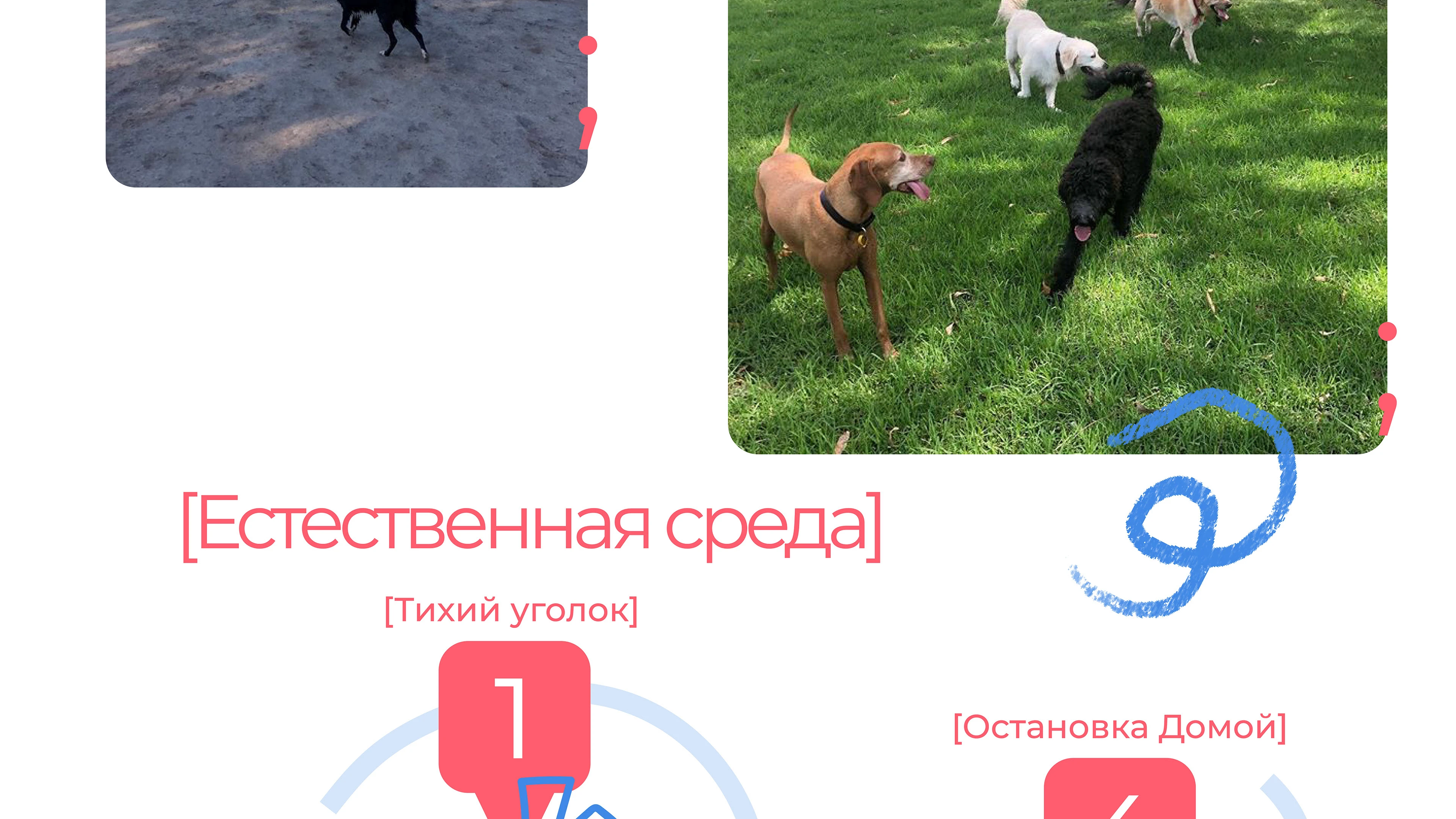 Парк-приют "Больше, чем собака" — Изображение №10 — Брендинг на Dprofile