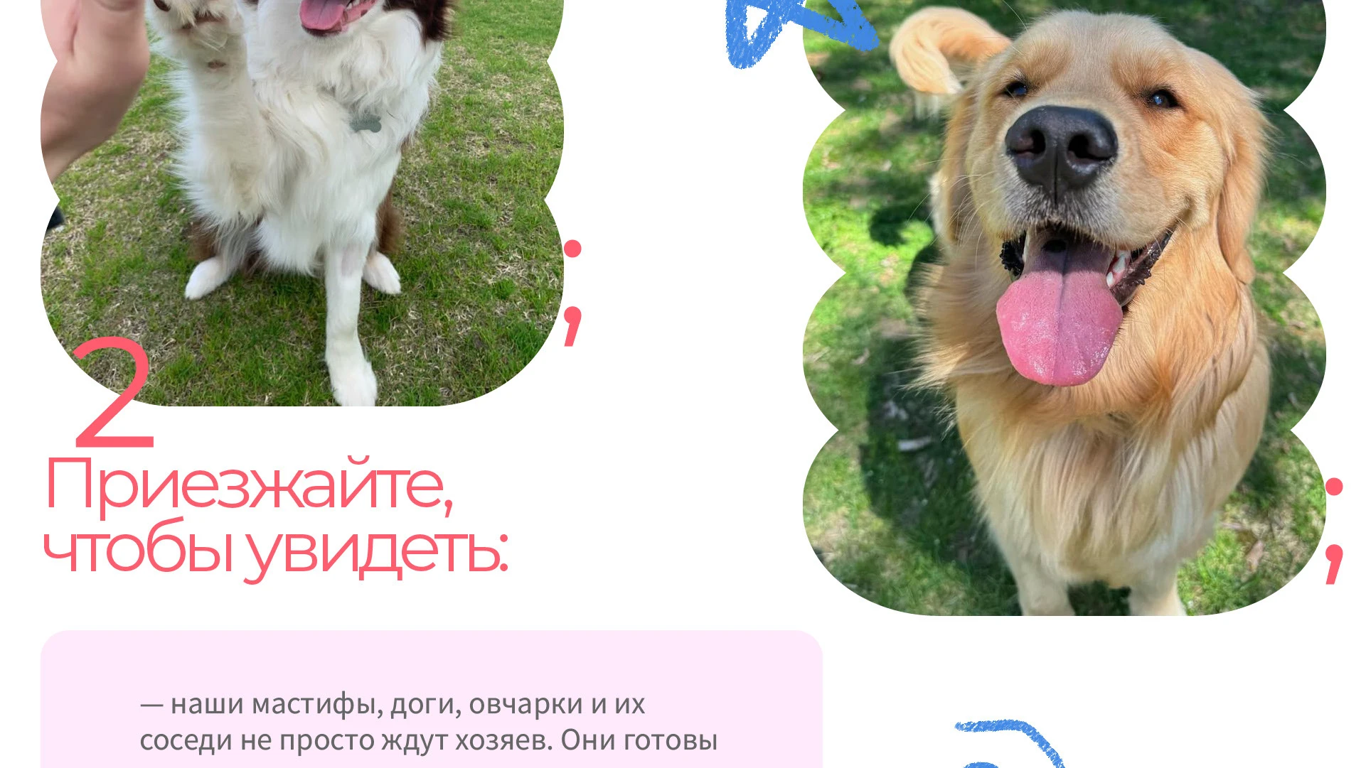 Парк-приют "Больше, чем собака" — Изображение №5 — Брендинг на Dprofile