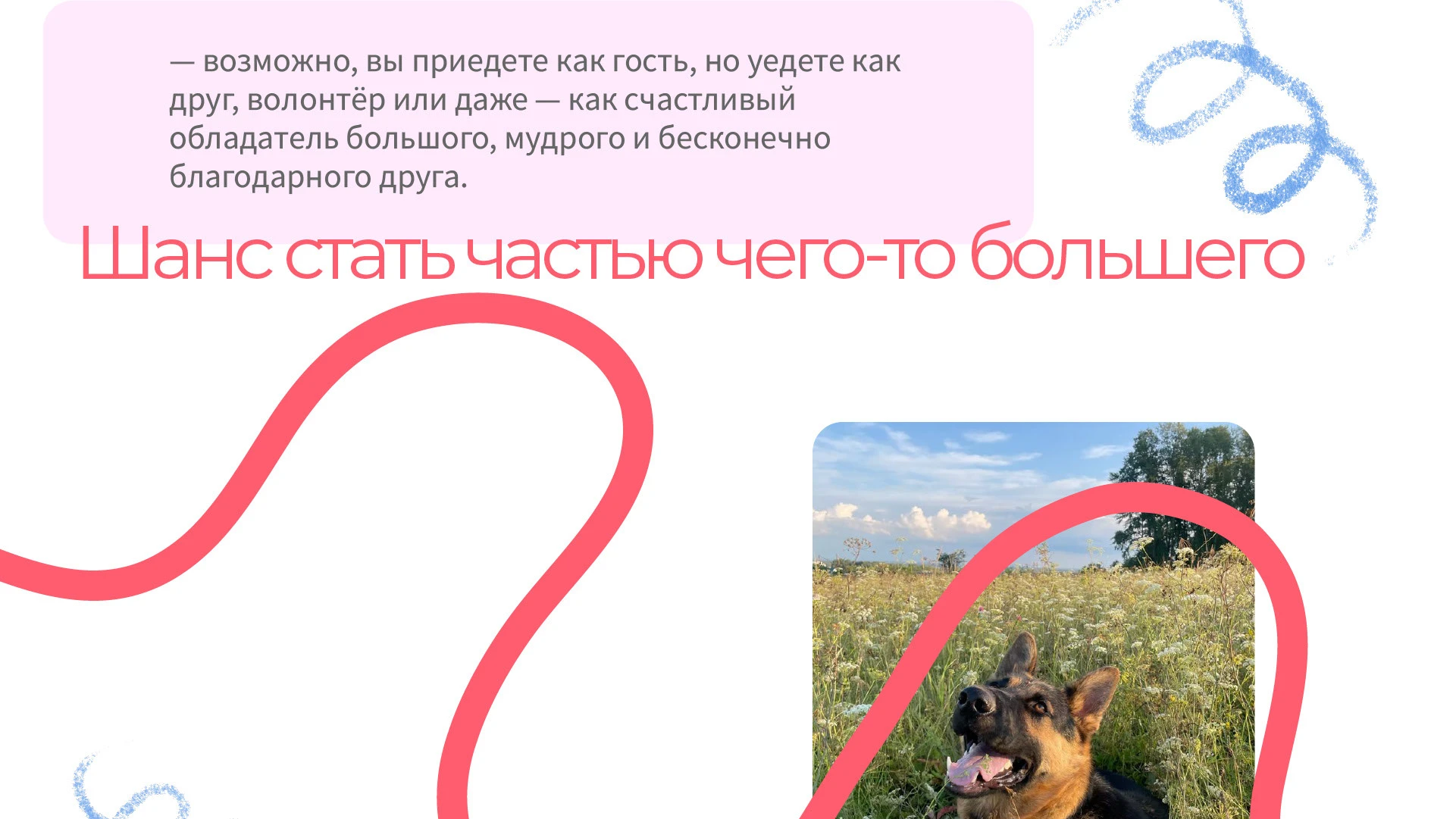 Парк-приют "Больше, чем собака" — Изображение №7 — Брендинг на Dprofile