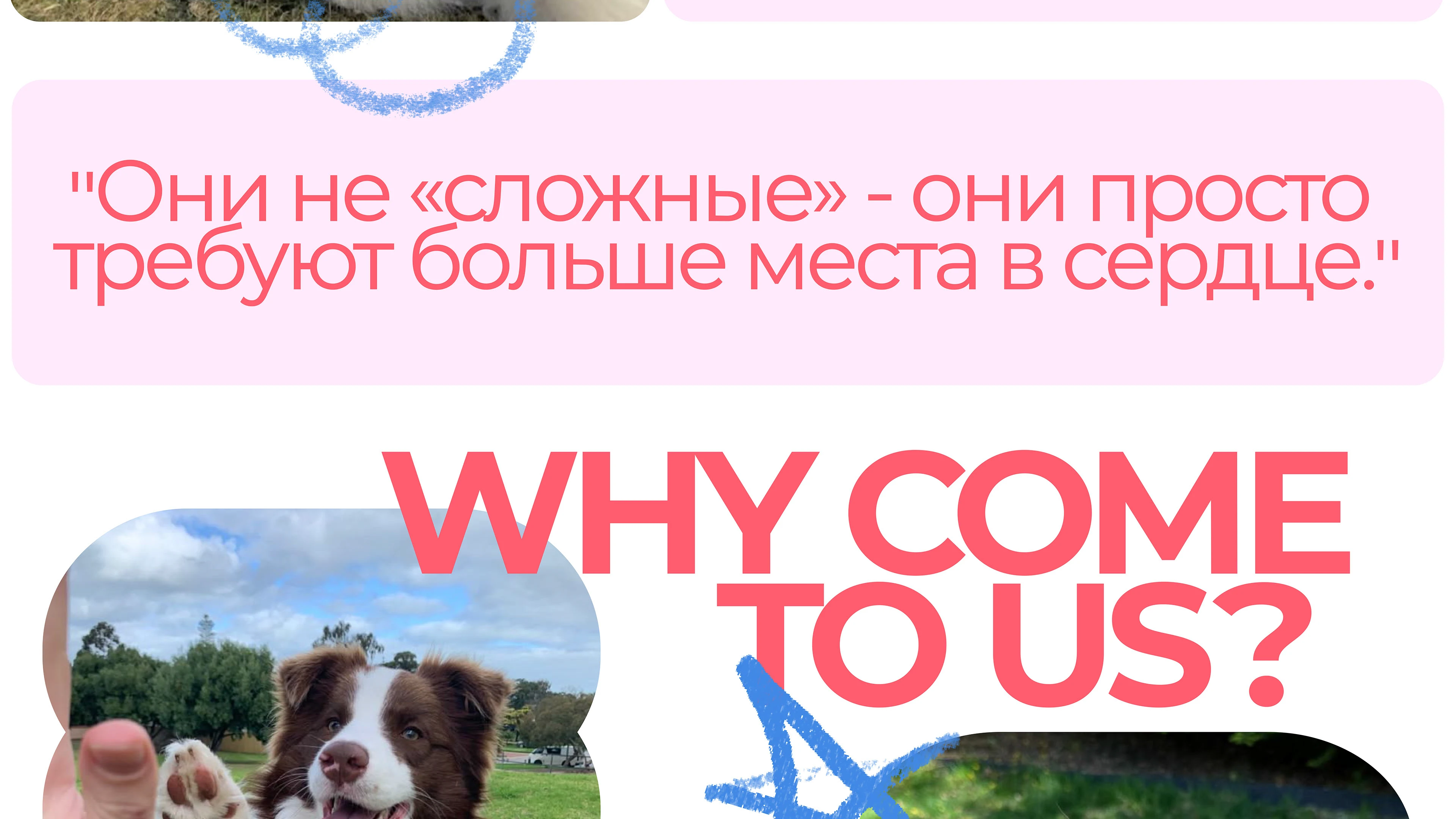 Парк-приют "Больше, чем собака" — Изображение №4 — Брендинг на Dprofile