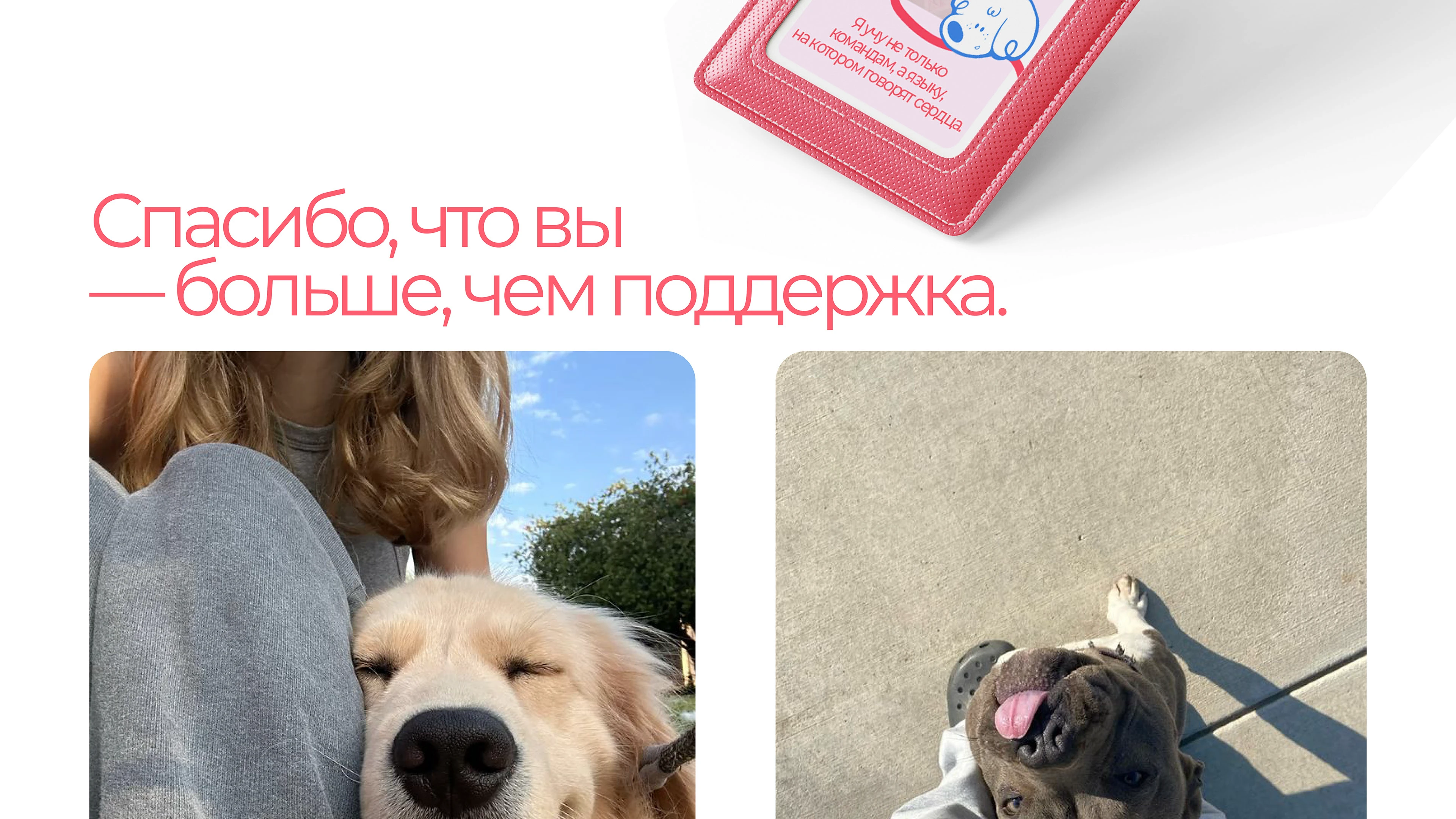 Парк-приют "Больше, чем собака" — Изображение №25 — Брендинг на Dprofile