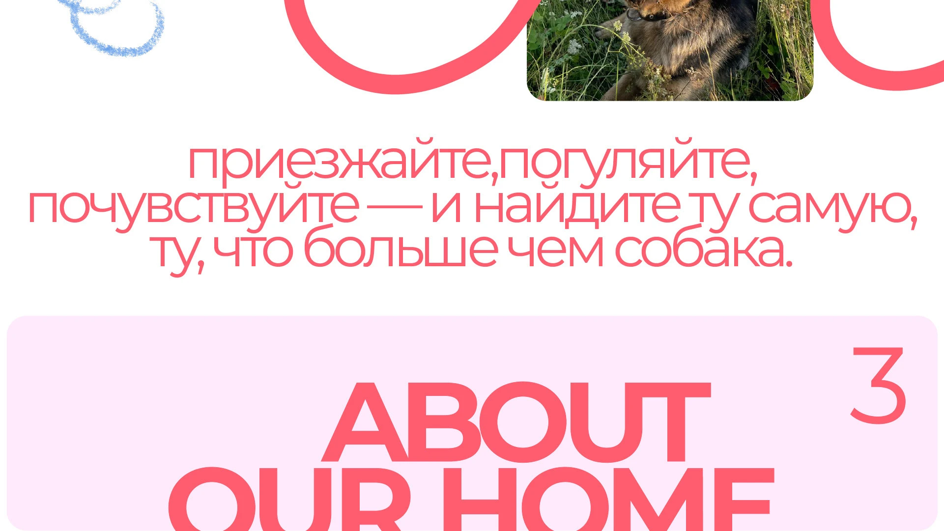 Парк-приют "Больше, чем собака" — Изображение №8 — Брендинг на Dprofile